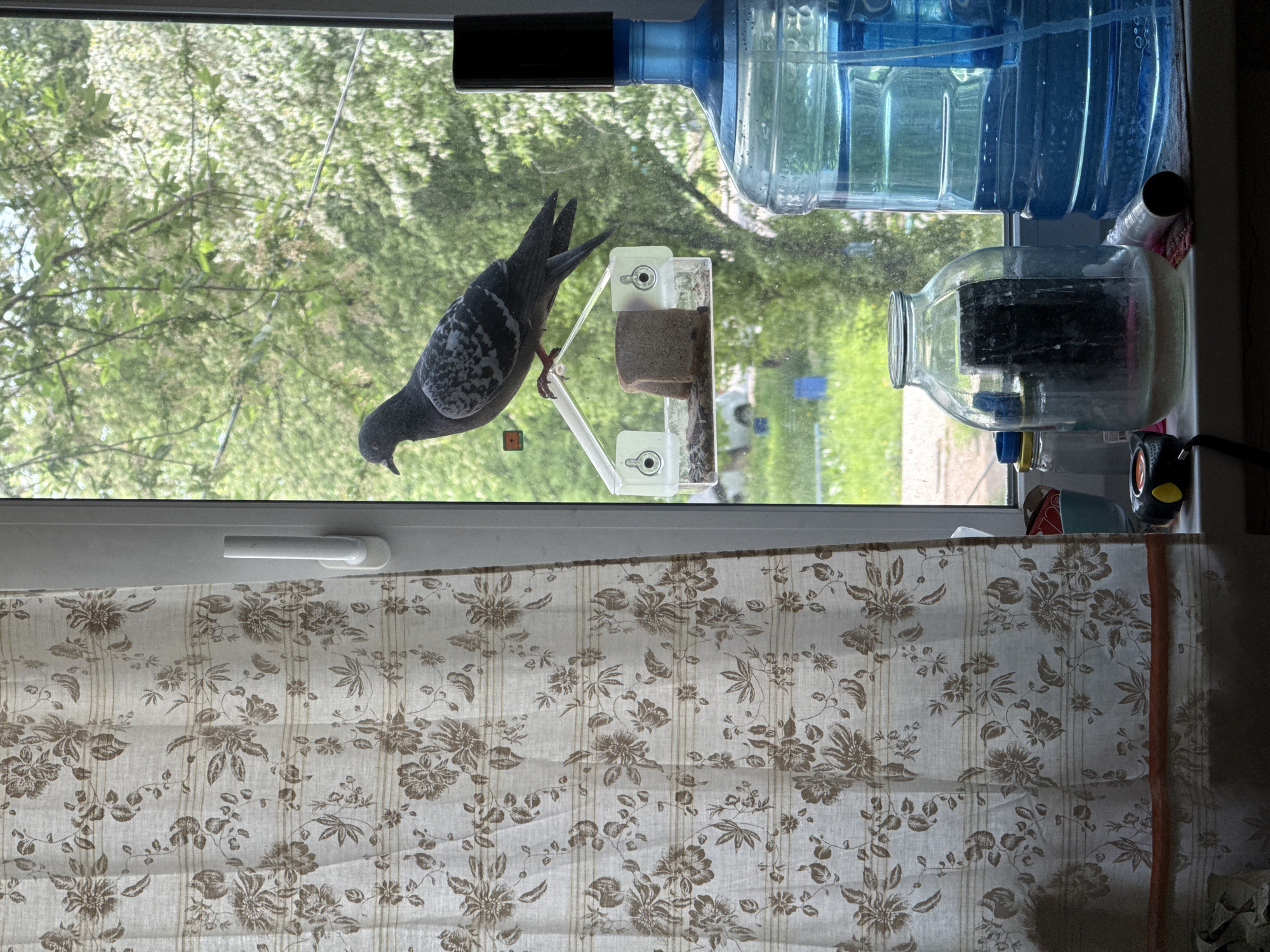 A pigeon is perched on a window-mounted bird feeder on the interior side of a window, with a blurred green outdoor environment visible through the glass. The window frame is white. The bird feeder is made of clear plastic and contains some food. Above the feeder are a large blue water bottle and a glass jar. Below the window is a floral-patterned curtain. The location is possibly in Chaikovsky, Russia.