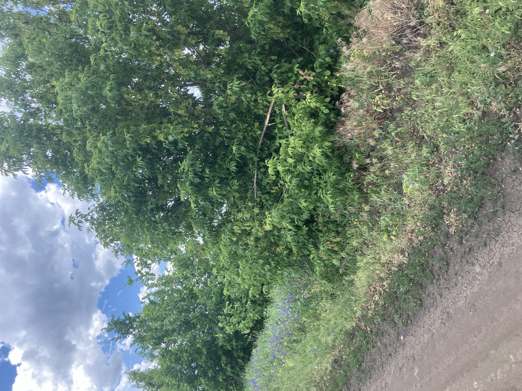 A dirt road runs along the bottom left of the image, with sparse, dry vegetation growing in cracked earth next to it. The road curves out of view towards the top left. Beyond the road, a dense line of green trees and bushes stretches across the mid-ground and into the background, forming a natural border. The trees are full of leaves, with some branches visible extending out. A few scattered purple flowers and some yellow wildflowers dot the green foliage in the mid-ground. The sky above is partly cloudy, with patches of blue sky visible between large, gray clouds. The overall scene appears to be a rural or semi-rural setting in Berdianka, Ukraine, on a bright, possibly humid day. There are no people or animals visible in the image.