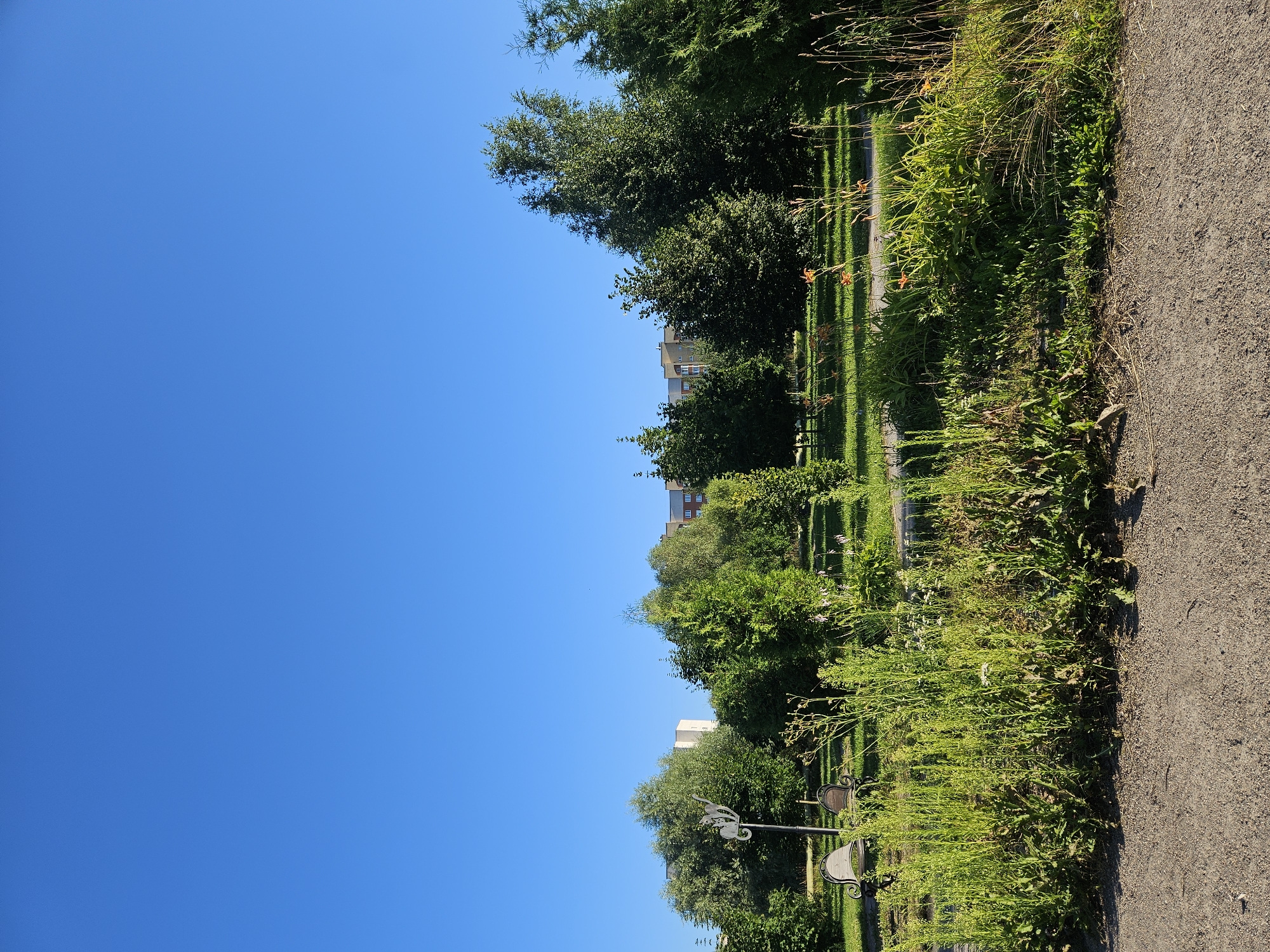 The image depicts a sunny day in a park in Veliky Novgorod, Russia. The sky is a clear, vibrant blue, dominating the upper portion of the frame. Below, a lush green lawn stretches across the mid-ground, interspersed with various trees and bushes. In the foreground, a gravel path separates the viewer from the park. To the left, two vintage-style benches with ornate metalwork are visible, accompanied by a decorative lamppost featuring a stylized cat silhouette. Further into the park, a line of trees forms a backdrop, with buildings of apartment blocks visible behind them. The foliage is dense and varied, with some trees taller and more mature than others. Several tall grasses and flowering plants with orange blooms are prominent in the mid-ground, adding pops of color. The overall scene conveys a sense of a peaceful urban park during pleasant weather.