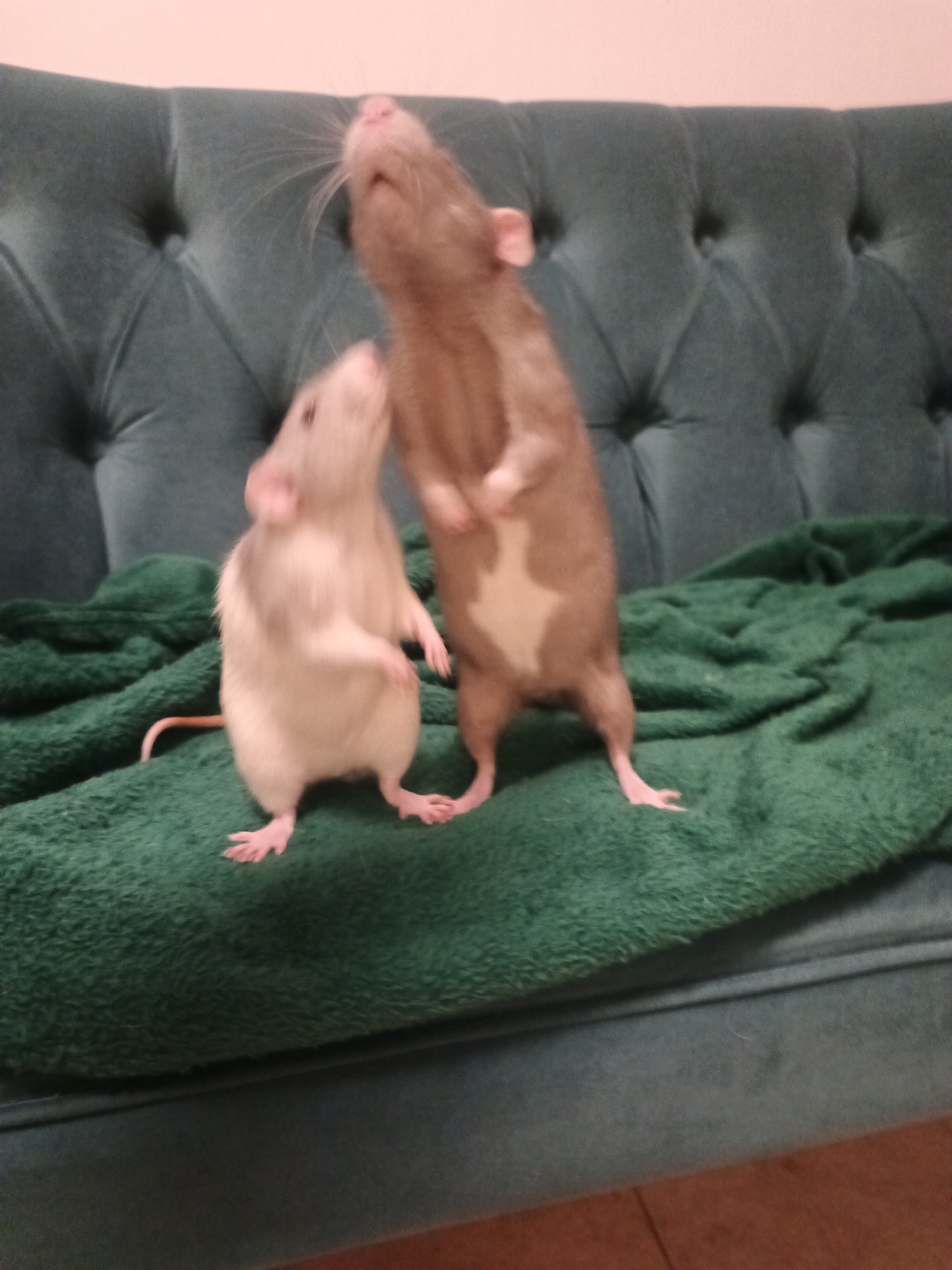 An indoor scene in Putilkovo, Russia, depicts two domestic rats on a dark green textured blanket draped over a dark teal upholstered sofa. The sofa features a tufted backrest with visible buttons. The rat on the left is lighter in color, appearing light grey or white, with a visible pink tail extending to the left. It stands on its hind legs with front paws raised, orienting its head upwards and towards the second rat. The rat on the right is larger, exhibiting a brown or tan coat with a distinct white patch on its chest. It also stands upright on its hind legs with front paws raised, its head tilted back and facing upwards. Both rats have pink ears and feet. A light, plain wall forms the upper background, while a section of a reddish-brown floor is visible at the bottom right.