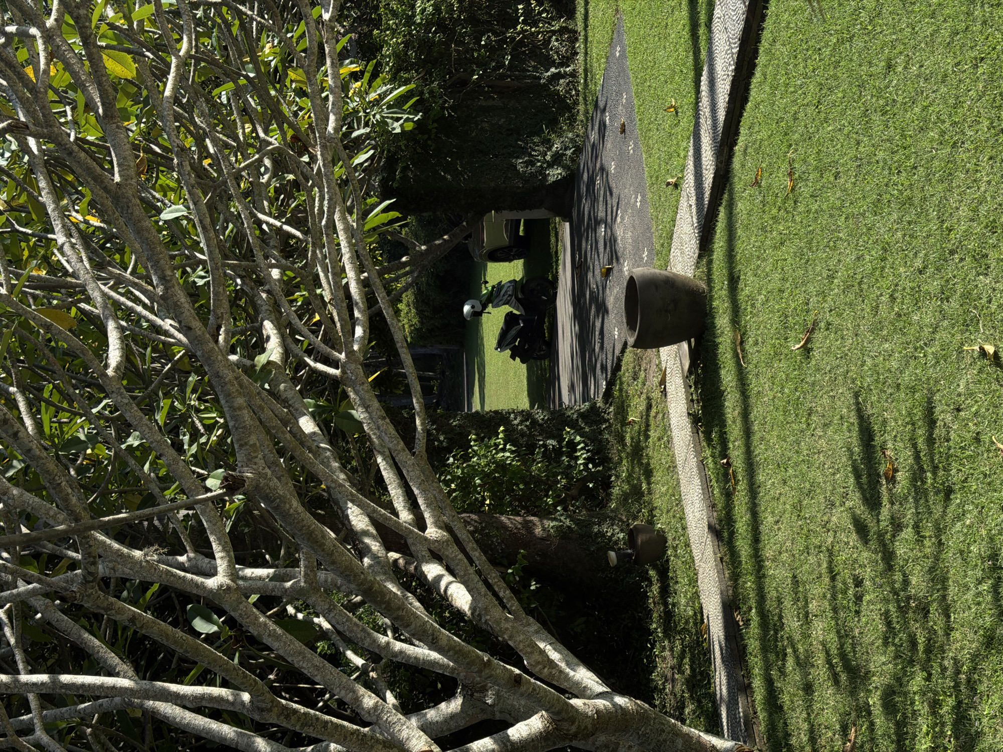 The image depicts a garden scene in Karangasem, Indonesia, with a prominent plumeria tree dominating the left side. The tree's bare branches create intricate patterns. A pathway extends into the garden, flanked by green lawns and stone borders. A ceramic pot stands near the pathway. Further into the garden, a parked motorcycle is visible. The setting suggests a well-maintained and cultivated outdoor space.