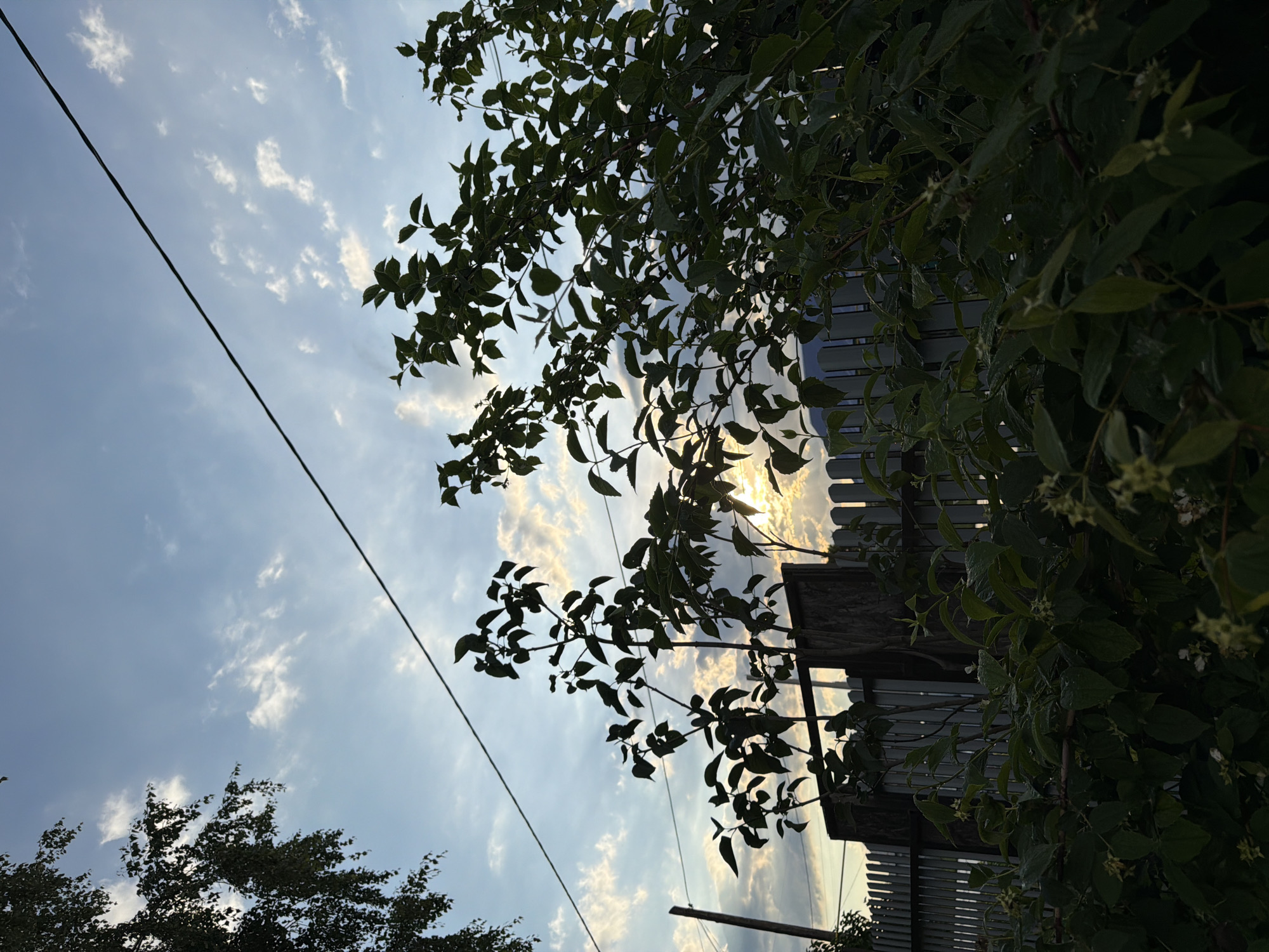 The image captures a view looking upwards towards the sky, with foliage and a fence in the foreground and mid-ground. A power line cuts diagonally across the frame from the upper left to the lower right. The sky is a clear blue with scattered white clouds, some of which are illuminated by the setting sun, creating a warm glow. The sun itself is partially visible behind the leaves of a tree and the top of a fence, suggesting it is late afternoon or early evening.
The foliage appears to be from a tree or large bush, with dark green leaves and some small white flowers visible in the upper right section. The leaves are backlit by the sun, giving them a translucent quality. To the right of the foliage, a grey corrugated metal fence is visible, with a wooden structure attached to it. In the lower left corner, the tops of other trees are silhouetted against the sky.
The overall impression is one of a peaceful, outdoor scene in a rural or suburban setting, likely in Sukhodol, Russia, given the location context. The lighting and clouds suggest a pleasant, possibly warm day drawing to a close. There is no text visible in the image.