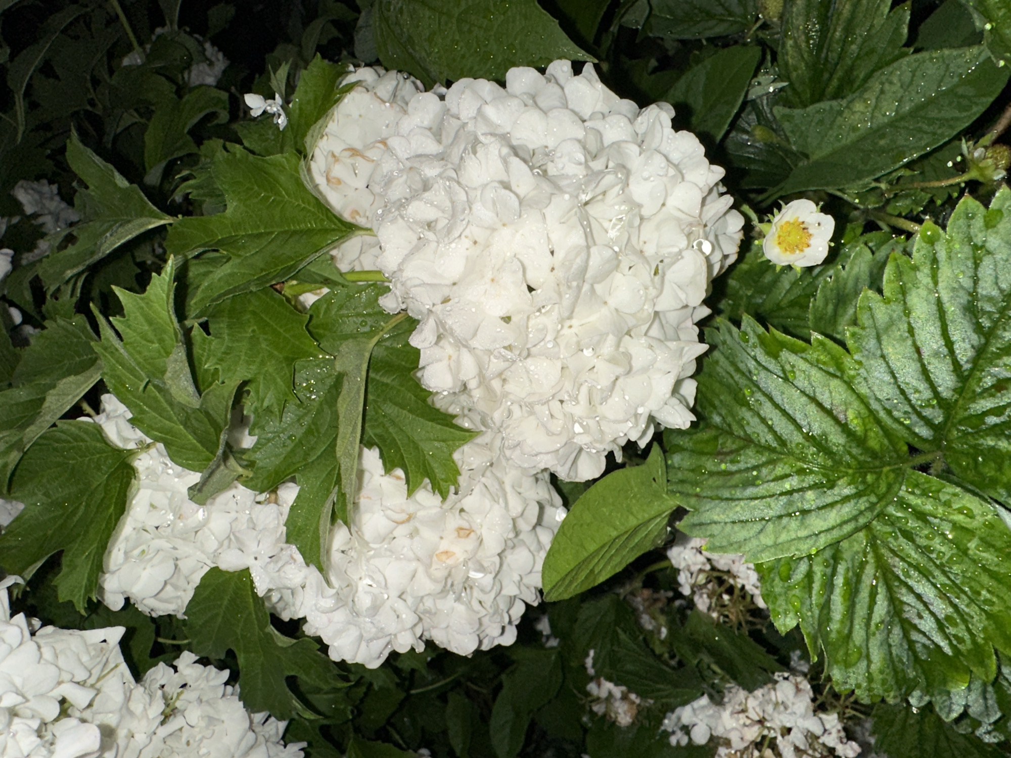 The image displays a close-up view of wet foliage and flowering plants, likely in a garden setting at night or under low light conditions, in the city of Unknown, Unknown. The central and upper portions feature large, spherical clusters of tightly packed white florets, heavily coated in numerous small, clear water droplets. Some florets exhibit faint yellowish or light brown discoloration. These clusters are interspersed with dark green, broad, and deeply lobed leaves, which are also wet and glistening with water droplets.
In the lower foreground, prominent, textured green leaves with visible veins are present, distinctly different from the lobed leaves, and also covered in water droplets. To the lower right, a small, five-petaled white flower with a yellow center is visible, accompanied by smaller green leaves and individual water droplets. The background is uniformly dark and out of focus, suggesting dense, unlit foliage. No human or animal subjects are present. The scene is illuminated by what appears to be a direct light source, such as a flash, which highlights the wet surfaces and the distinct forms of the plants against the dark background.