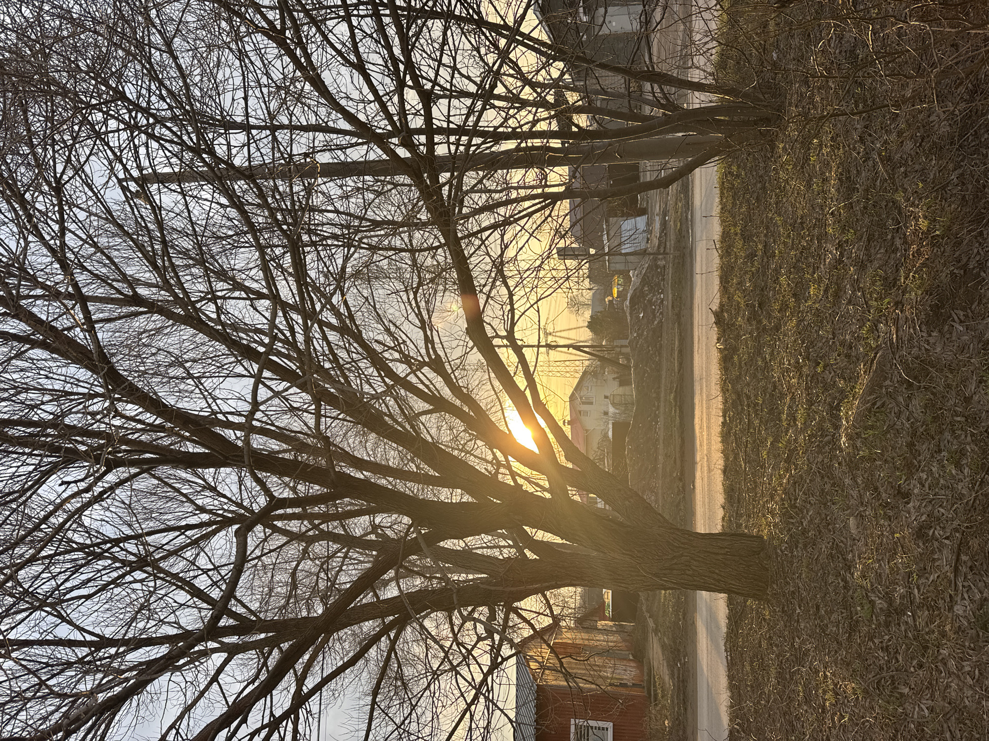 The image depicts a street scene in what appears to be the city of Chaikovsky, Russia, based on the architectural style of the buildings visible in the background. The photograph is taken at ground level and oriented vertically. The foreground is dominated by a bare tree with many branches silhouetted against the bright, setting sun. The sun is partially obscured by the branches, creating a starburst effect.
A narrow paved road runs horizontally through the middle of the image, with dry grass and fallen leaves bordering the road on the right. Houses are visible on both sides of the street, with a red brick building partially visible on the lower left. In the background, structures with light-colored walls are seen, possibly including apartment buildings or commercial establishments. Power lines are also present, extending horizontally across the scene. The sky has a warm, golden hue from the setting sun. The overall impression is of a quiet, late afternoon scene on a tree-lined street in Chaikovsky.