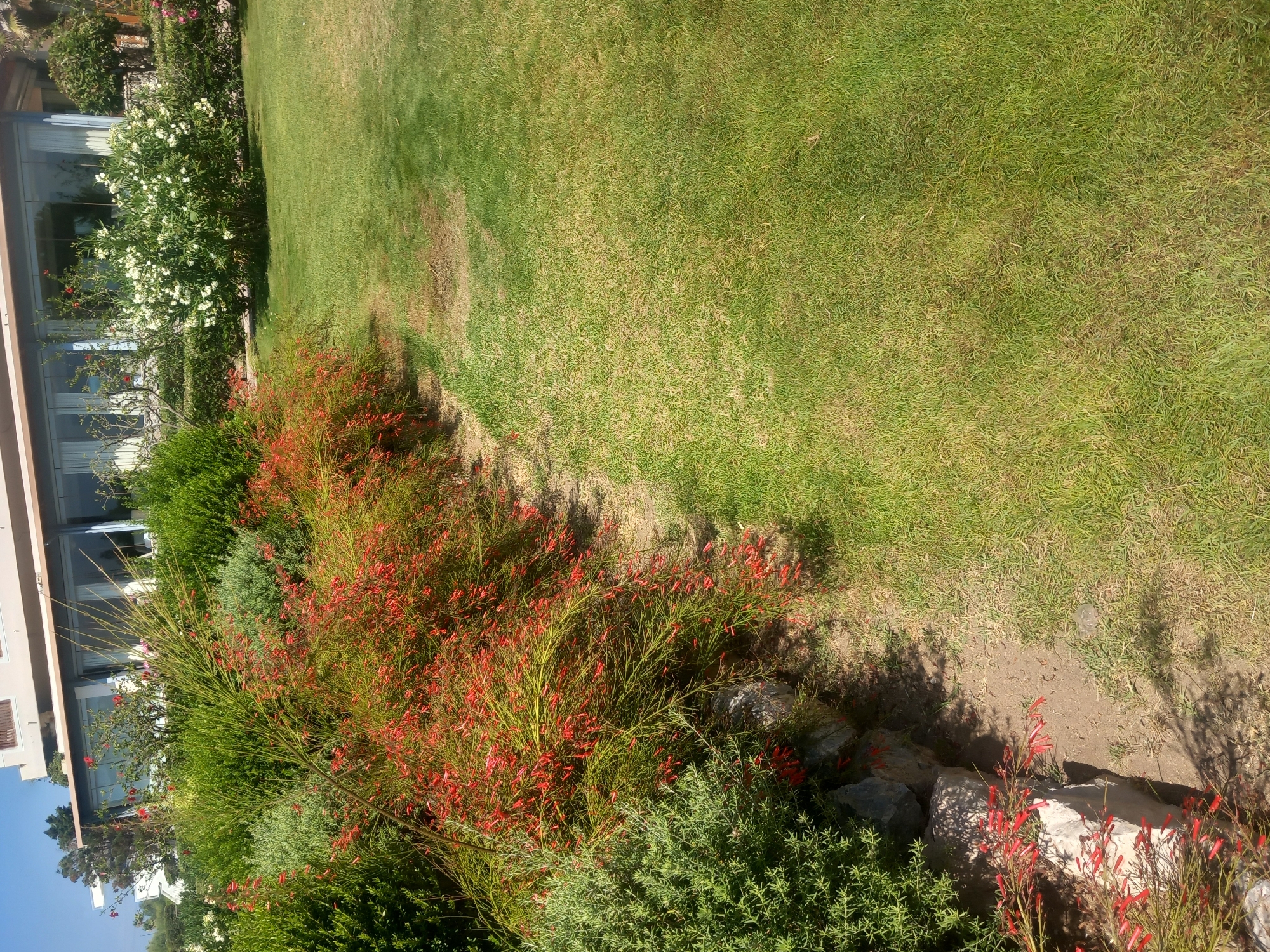 The image shows a garden path bordered by lush green foliage and vibrant red flowers. In the background, a modern building with large glass windows stands against a clear blue sky. The lawn is well-maintained, with patches of lighter green indicating some dryness. The path appears to be made of dirt and small stones, with larger rocks strategically placed along the edge of the garden beds. The sunlight casts shadows across the scene, suggesting it is a bright, sunny day. The overall impression is one of a serene and well-landscaped outdoor space.