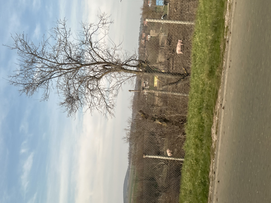 The image depicts a rural scene in Golyamo Krushevo, Bulgaria. In the immediate foreground, a grey asphalt road surface is visible, followed by a strip of vibrant green grass. A wire mesh fence with light grey concrete posts extends horizontally across the midground, separating the grassy area from a field of disturbed, dark brown earth or mud. Within this fenced area, two light pink pigs are observed on the muddy terrain; one is positioned to the left of a prominent, leafless deciduous tree located on the right side of the frame, and the second is further to the left, near another fence post. Both pigs appear to be moving or standing on the ground. Various other bare trees and shrubs are scattered throughout this midground section. In the background, a cluster of houses with red/orange tiled roofs forms a village or settlement. Beyond the village, rolling hills with patches of green vegetation are visible under a sky of light blue with scattered white, wispy clouds. No human subjects or direct interactions are discernible.