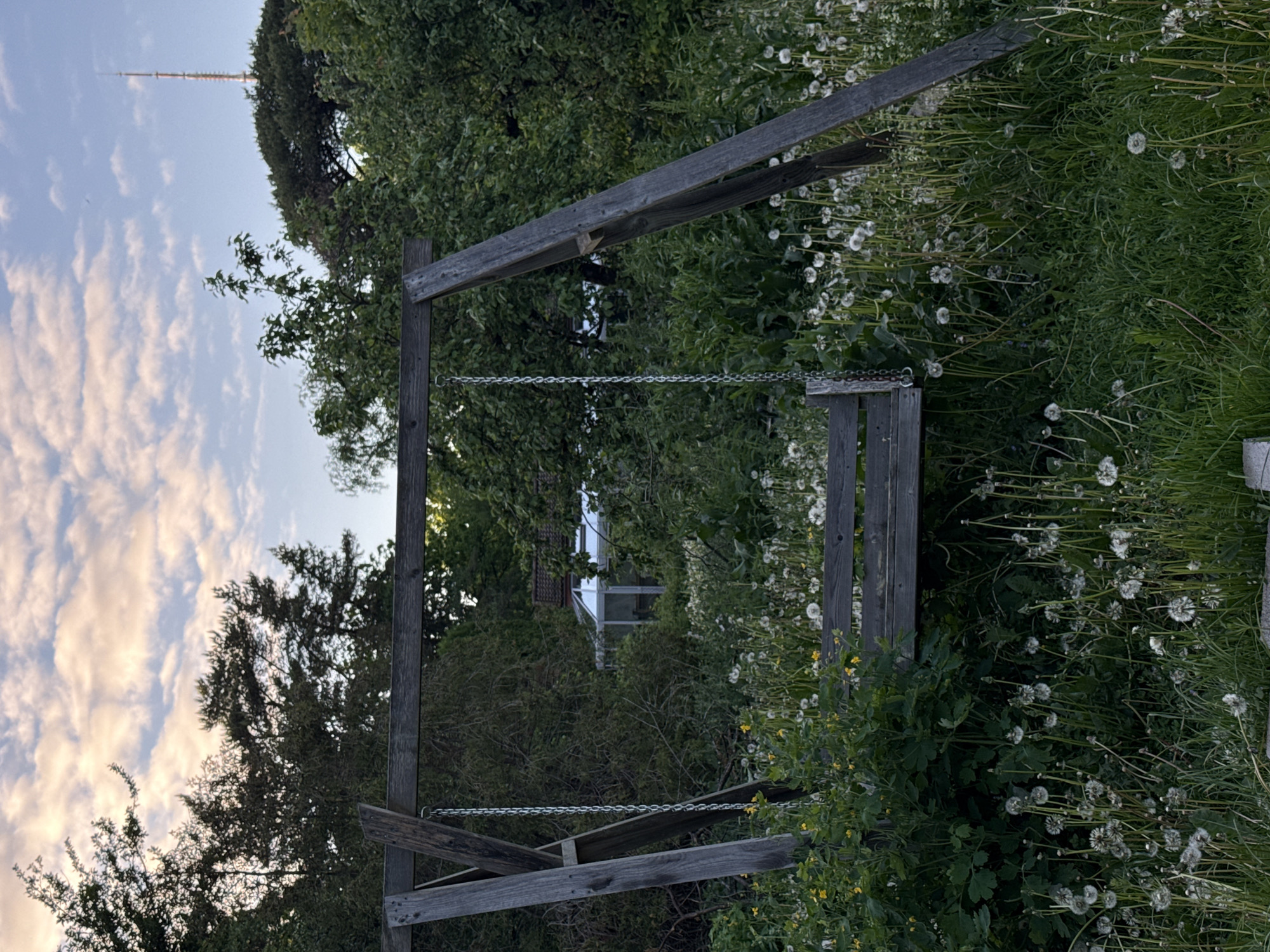 The image displays an overgrown garden or yard in Tallinn, Estonia, centered around an unoccupied wooden swing set. The swing set is constructed from weathered, dark wooden A-frame supports and a horizontal beam, from which a single wooden seat hangs by metal chains. The ground below is densely covered with tall green grass, a proliferation of white dandelion seed heads, and various green foliage with some small yellow flowers. Behind the swing set, a dense layer of dark green trees and bushes dominates the mid-ground, partially obscuring a white structure with a pitched roof, resembling a greenhouse or conservatory, and the reddish-brown roof of an adjacent building. In the upper right background, a tall, slender telecommunication tower, identified as the Tallinn TV Tower, rises above the tree line against a sky filled with scattered white and pink-tinged clouds. No individuals are present, and no specific actions or interactions are depicted within the scene. The lighting suggests either early morning or late afternoon conditions.