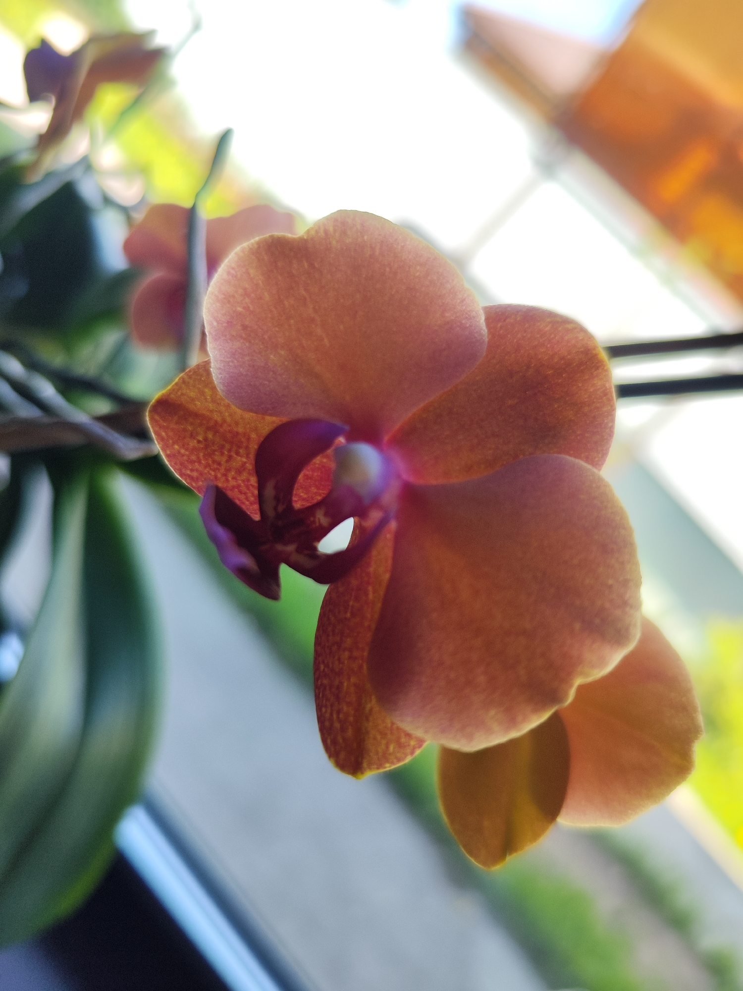 A close-up shot captures a blooming orchid flower in shades of orange and purple. The flower is in sharp focus, displaying its intricate details and textures. The background is blurred, showing foliage and a window, suggesting the orchid is indoors. The location is not discernible from the image.