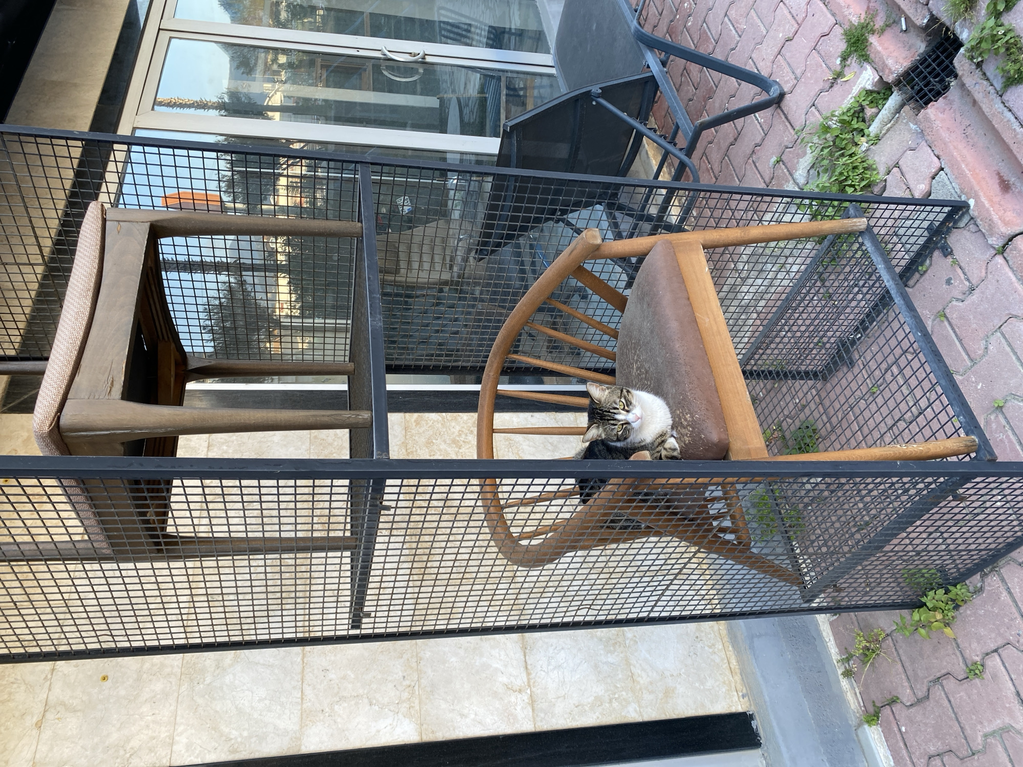 A medium shot captures an outdoor scene in Alanya, Turkey, featuring a small black metal balcony that contains two wooden chairs. One chair is light brown with a woven seat and the other is a darker brown with a padded seat upon which rests a white and gray tabby cat. The cat is looking directly at the camera. The balcony overlooks a stone tile patio bordered by red brick. Above the balcony, a section of window is visible, reflecting the scene opposite. A black metal chair is also located outside of the balcony area.