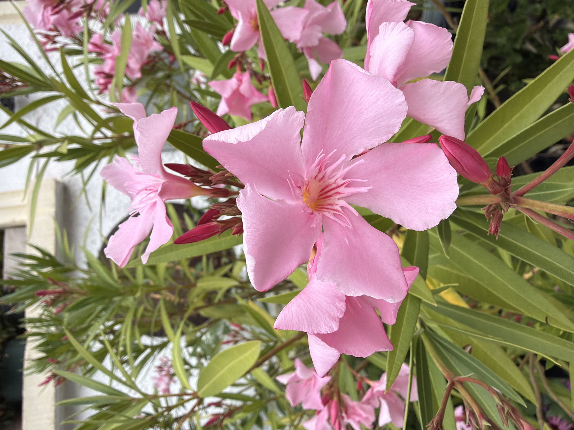 This is a close-up, eye-level, vertical shot of bright pink Oleander flowers and buds set against a blurred background of green leaves and a white building. The image captures the intricate details of the petals and stamens of the foreground flowers, as well as the vibrant red of the unopened buds. The background suggests an outdoor environment, possibly a garden or a courtyard, with elements of a building visible. The lighting is soft and natural, highlighting the delicate textures and colors of the flowers. There are no people or animals visible in the frame. The scene is peaceful and showcases the beauty of nature. The presence of a building suggests an urban setting, and given the flora, it could be a park, botanical garden, or a residential area with decorative plantings in Sofia, Bulgaria.