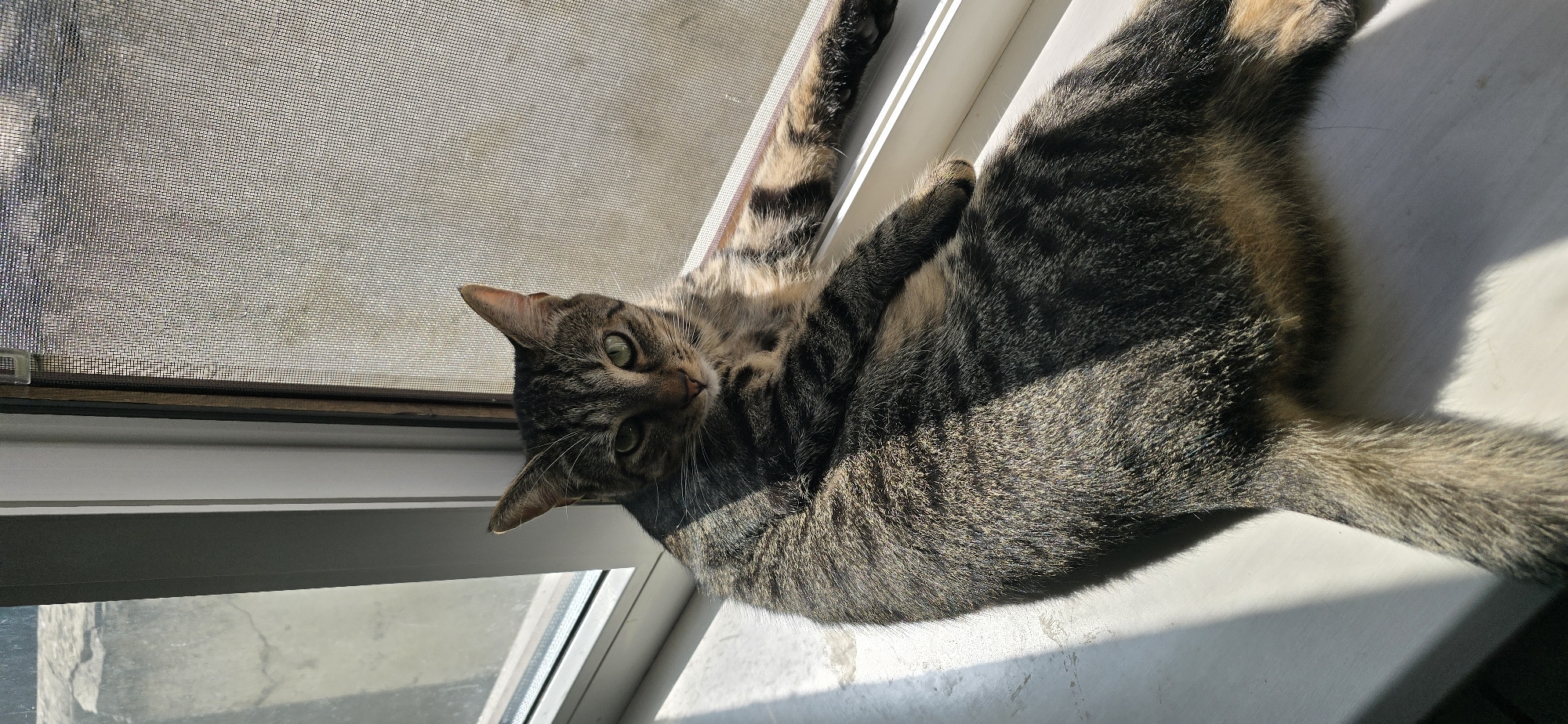 A tabby cat is lying on a windowsill, bathed in sunlight. The cat is facing the camera with its head slightly tilted and its green eyes open. Its fur is a mix of brown, black, and tan stripes. The windowsill appears to be made of white material, and the window behind the cat has a screen. The background outside the window is blurred, suggesting an outdoor scene. The lighting indicates it is daytime, possibly morning or afternoon, given the angle of the sunbeams. The image appears to be taken indoors, likely in a residential setting, based on the windowsill and window screen. There is no discernible indication of the specific location within Orhei, Moldova.