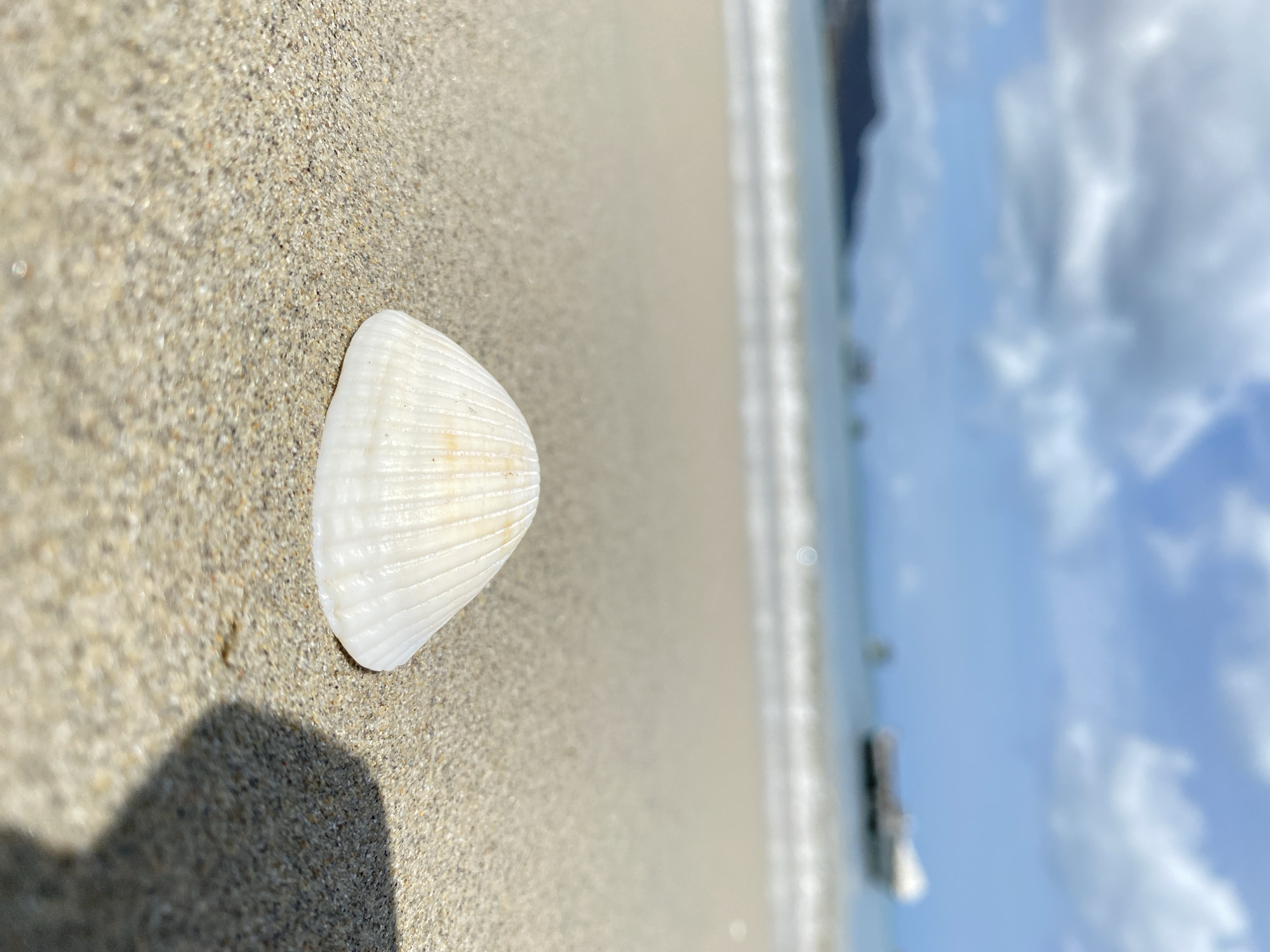 The image shows a white seashell resting on tan sand. The scene is at the beach, the ocean is visible in the background with the sky beyond. The location is in Juan Griego, Venezuela.