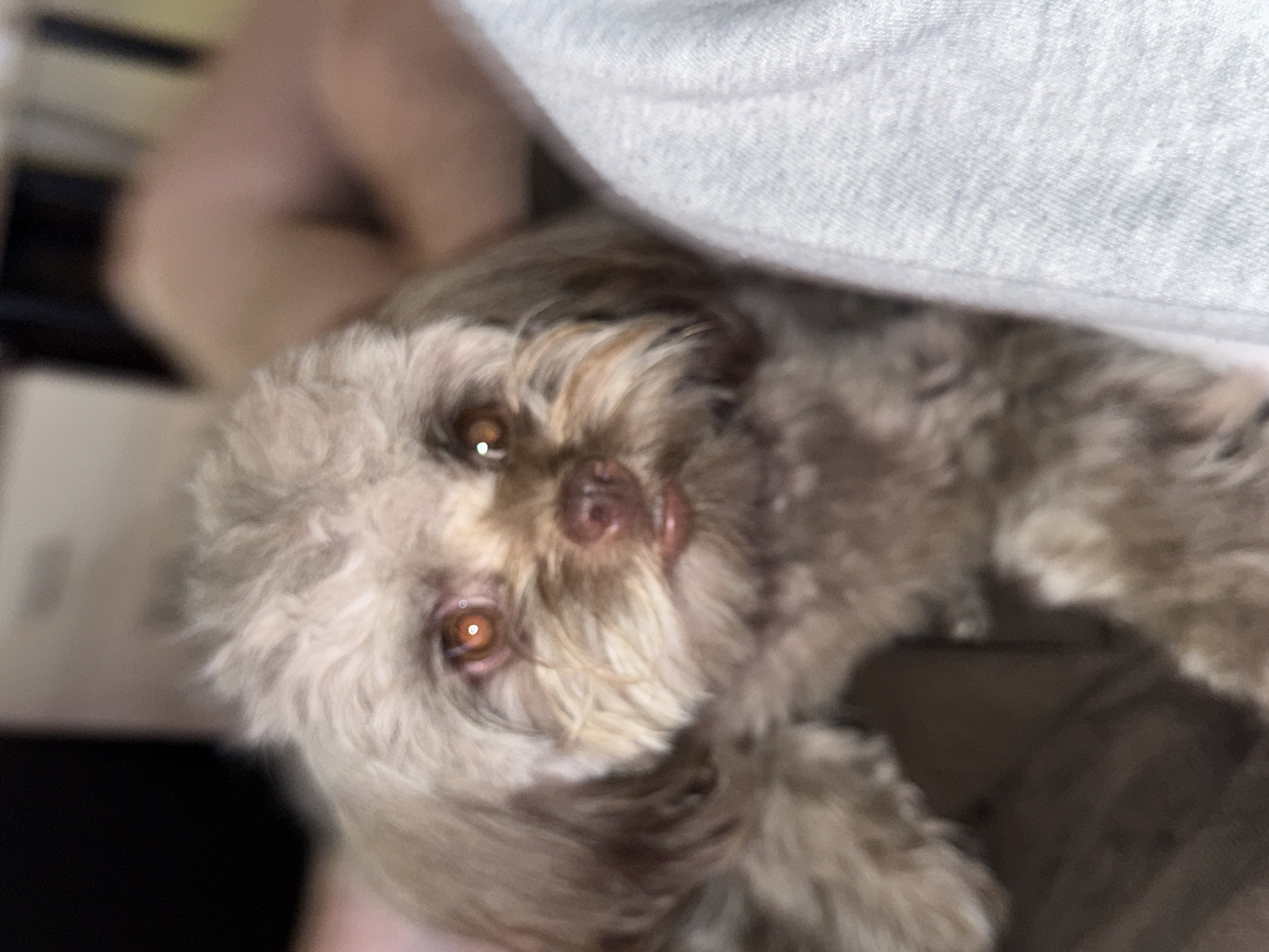 The image is a close-up, slightly out-of-focus photograph of a small, light brown, fluffy dog lying down, looking directly at the camera. The dog has dark eyes with a reddish glow from the light source, a dark nose, and visible teeth slightly parted in what could be a relaxed expression. The background is blurred, showing indistinct shapes and colors, including what appears to be a person's arm or leg in the upper right portion of the image and a gray, textured surface on the right side, possibly clothing. The setting appears to be indoors, in a domestic environment. There is no visible information in the image to suggest a location in the city of Khimki, Russia.