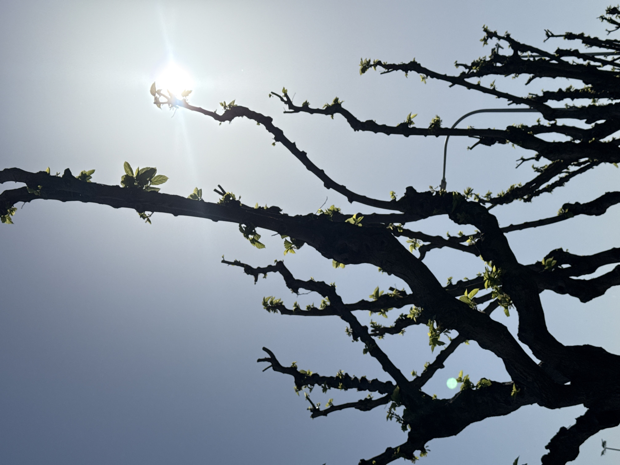 The image shows the silhouette of a tree with branches against a bright sky. Some branches have small green leaves emerging. The sun is positioned near the top-left, creating a flare in the image. A street lamp is partly visible amidst the branches on the right side. There are no people visible in the frame. It is daytime, with a clear sky. The location is likely Barcelona, Spain, although there is nothing to confirm it.