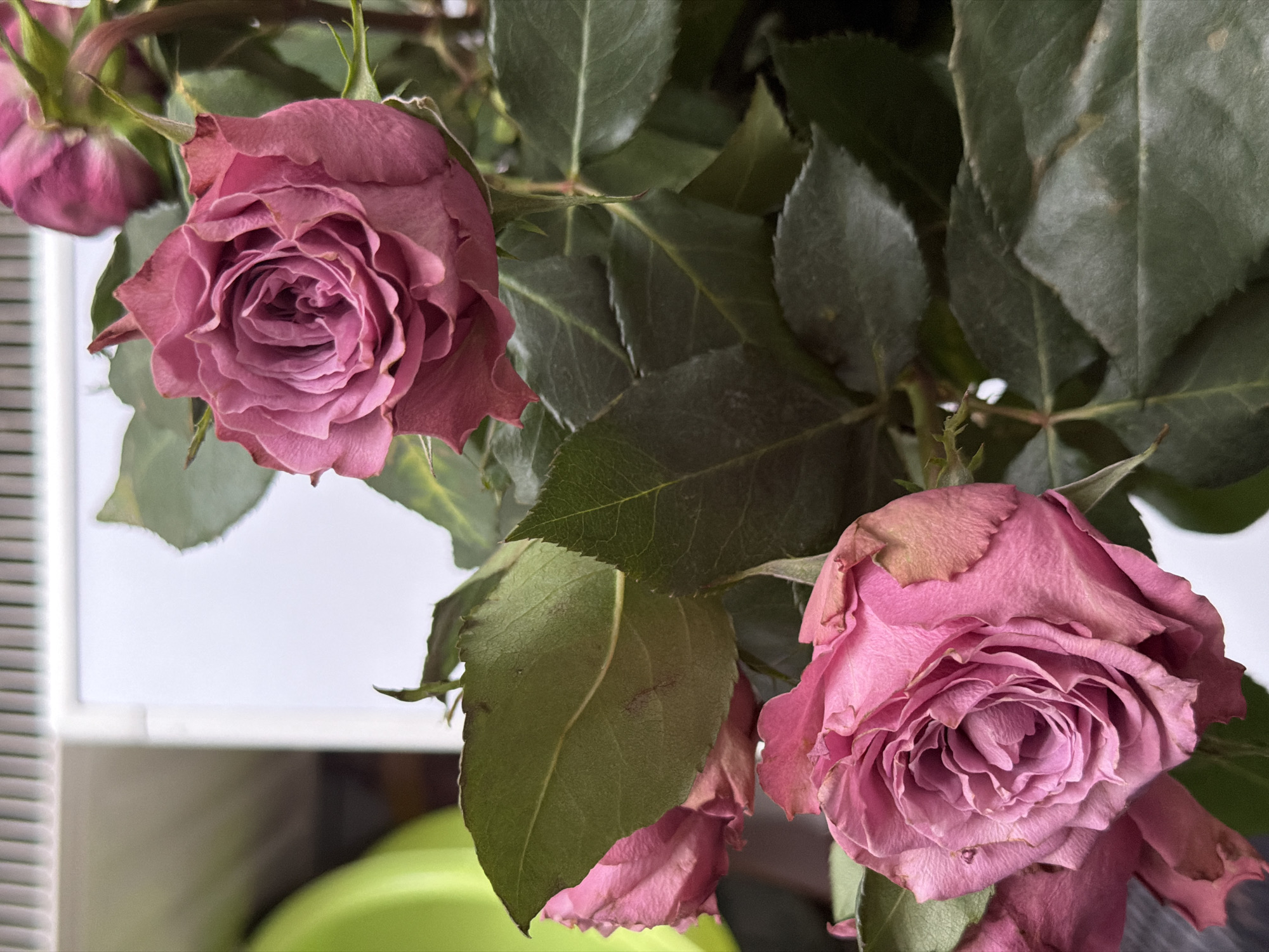 This media file features a close-up, detailed view of two wilting pink roses, accompanied by dark green leaves. The roses are the primary subjects, showcasing their layered petals and slightly dried edges. The lighting appears to be natural, possibly from a nearby window, creating soft shadows and highlighting the textures of the petals and leaves. The background is blurred, with hints of white and a bright lime green object, suggesting an indoor setting, possibly a room with a window. There are no people or specific activities depicted. The overall mood is somber and delicate due to the wilting state of the flowers. The presence of a white object with horizontal lines to the left of the image might be blinds or a shelf. The location context of Erfurt, Germany, does not provide any immediately discernible visual cues within the image itself. There is no visible text in the media file.
