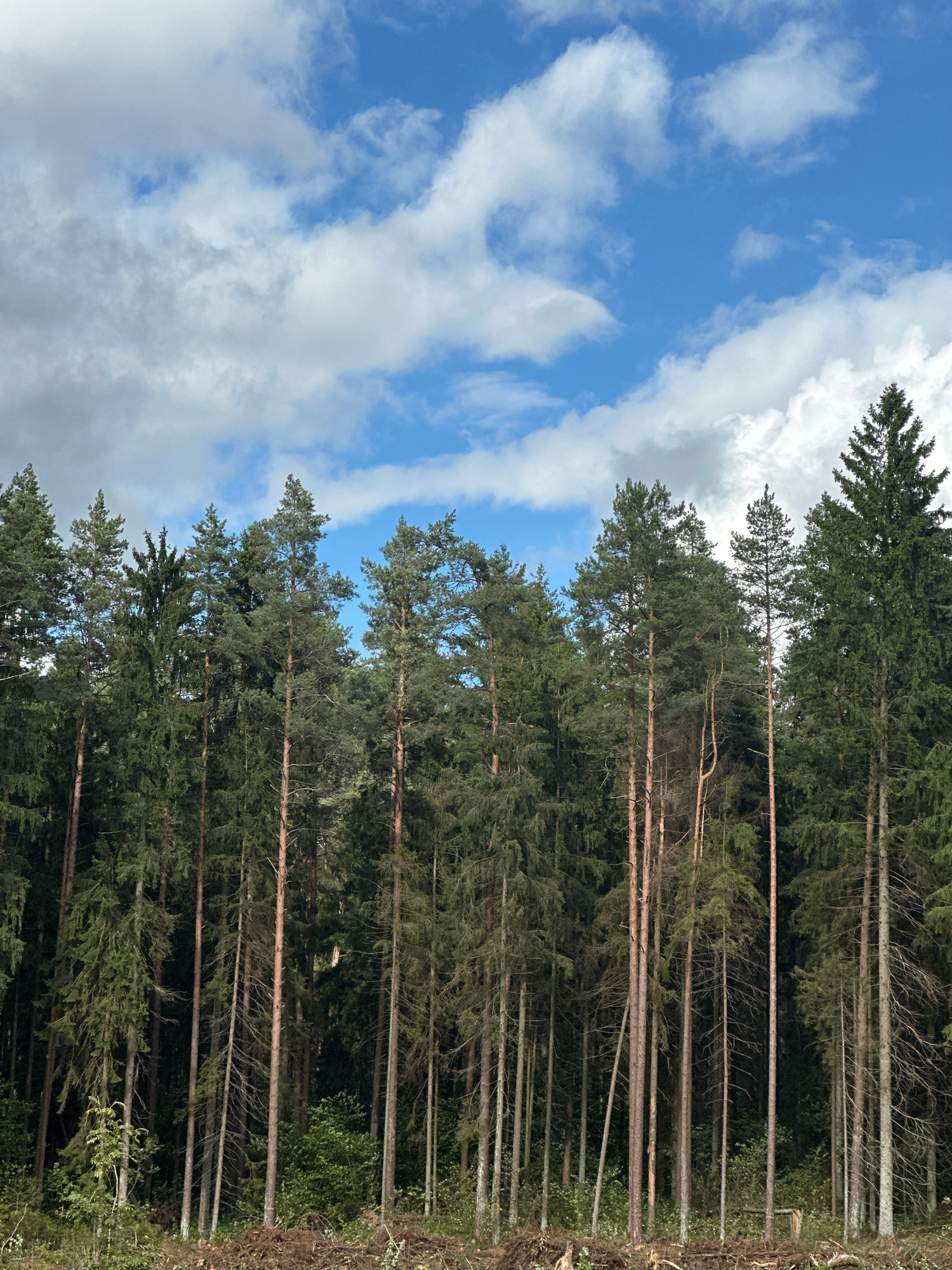 The image depicts a dense forest scene in Калодзішчанскі сельскі Савет, Belarus, under a bright blue sky dotted with fluffy white clouds. The foreground shows a section of cleared forest floor with scattered debris. A wall of tall, mature coniferous trees, primarily pines, dominates the midground and background, creating a thick canopy. The trees vary in height and density, with some appearing older and sparser while others are full and green. The lighting suggests it is daytime, likely late morning or early afternoon. There are no people or animals visible in the frame, and no discernible actions or interactions are taking place. The environment is natural and untouched, typical of a rural forested area.