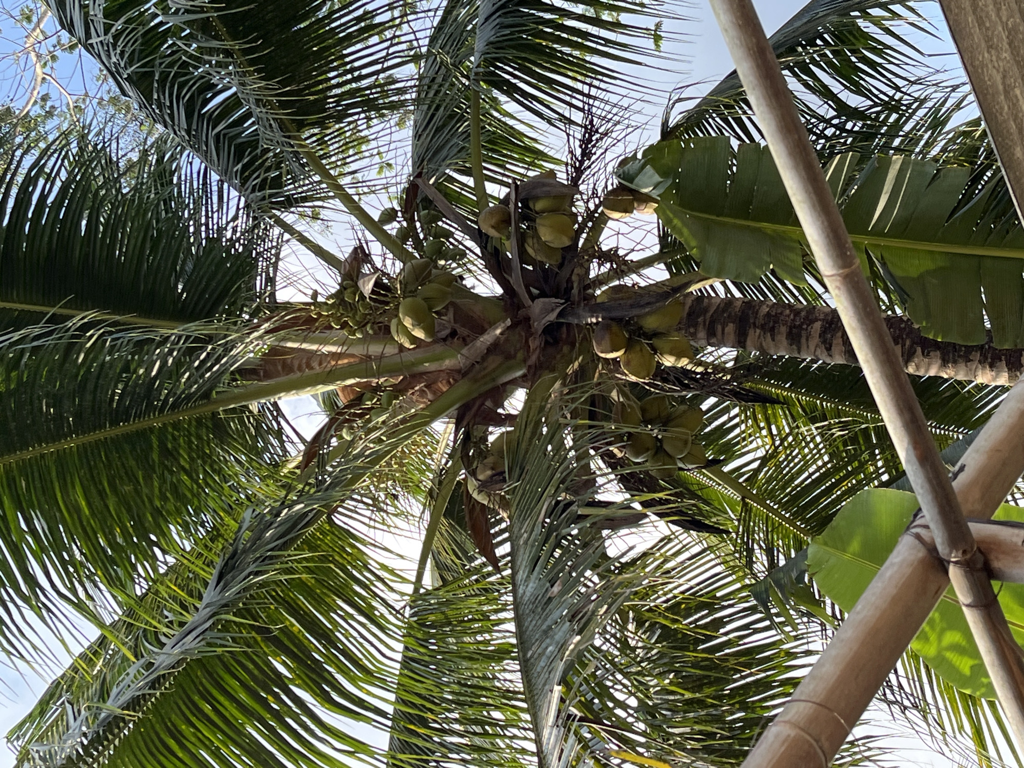 The image shows a close-up, upward-facing view of a coconut tree laden with coconuts, set against a bright, slightly hazy sky. The palm fronds are lush and green, with some older, dried fronds visible amongst them. Clusters of young, green coconuts are scattered throughout the upper and mid-sections of the tree. In the foreground, two bamboo poles are visible, crossing diagonally and obscuring a portion of the lower part of the tree and some large, green leaves, likely from a banana plant. The scene suggests an outdoor setting, possibly in a tropical or subtropical environment like Kemangguhan, Indonesia, where coconut and banana trees are common. There are no people visible in the image.