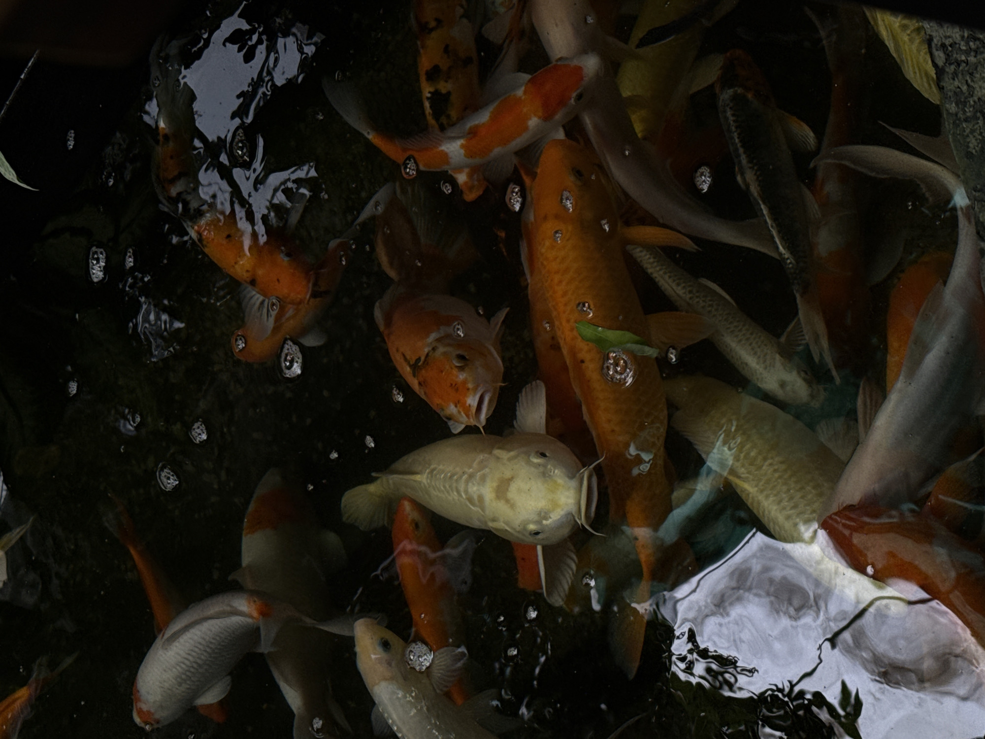 The image shows a crowded pond of koi fish in Bac Nha Trang Ward, Vietnam. The water is dark and reflective, with bubbles on the surface. The fish are various colors, including orange, white, and silver, creating a dense and visually busy scene. Some fish have their mouths open, visible at the surface.