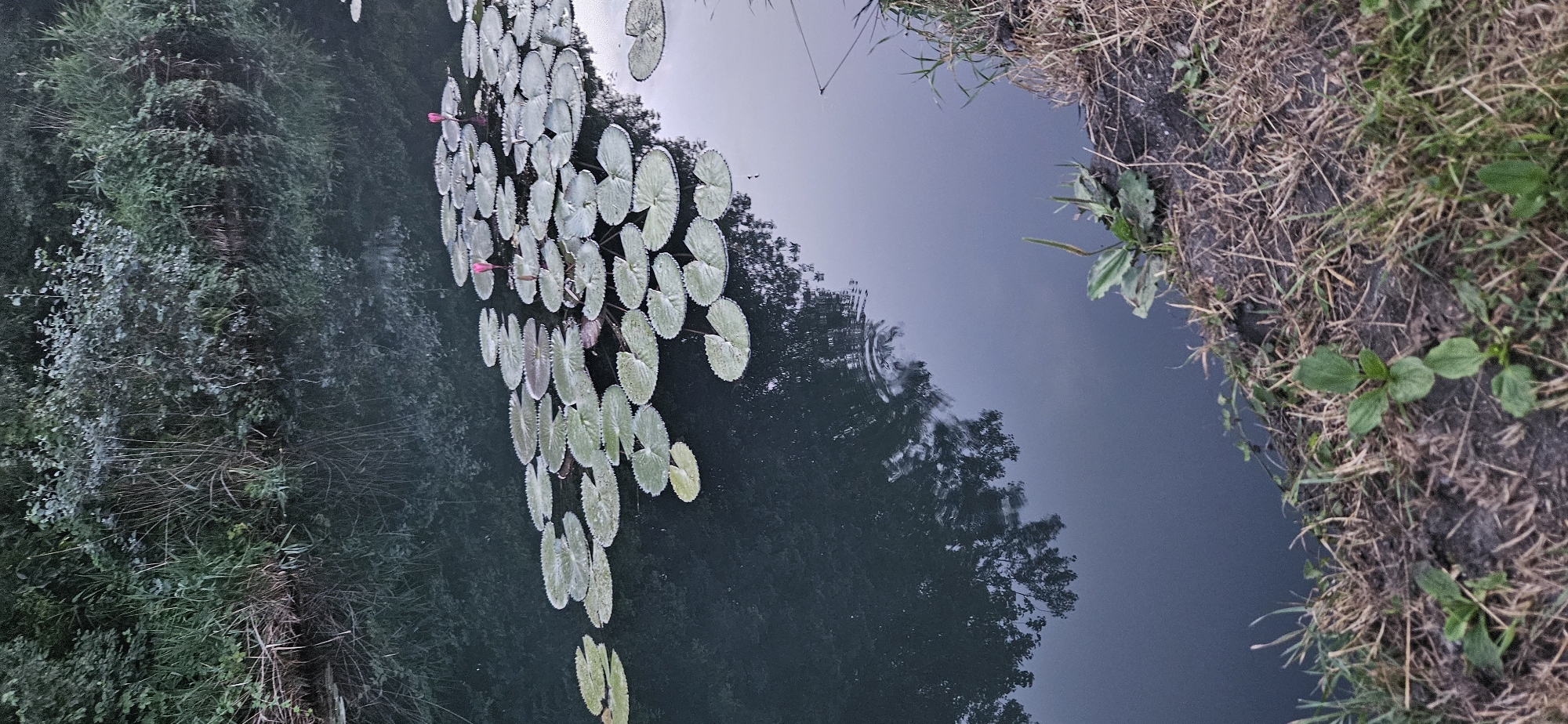 The image depicts a tranquil body of water, possibly a canal or a slow-moving river, bordered by lush green vegetation on one side and a grassy embankment on the other. The water's surface is adorned with numerous lily pads, interspersed with a few budding pink water lilies. The dark, still water reflects the dense foliage and trees that line the far bank, creating a mirror image of the natural landscape.
The environment suggests a natural or semi-natural setting, likely within a park or a less developed area of a town. Given the context of Hévíz, Hungary, known for its thermal lake, this scene could be a canal or a natural watercourse within or near the town. The presence of lily pads and water lilies indicates a freshwater environment. The embankment on the right side of the frame shows dry grasses and some emerging green plants, suggesting a transition from water to land. The overall atmosphere is serene and peaceful, capturing a moment of natural beauty. There are no people or animals visible in the image.