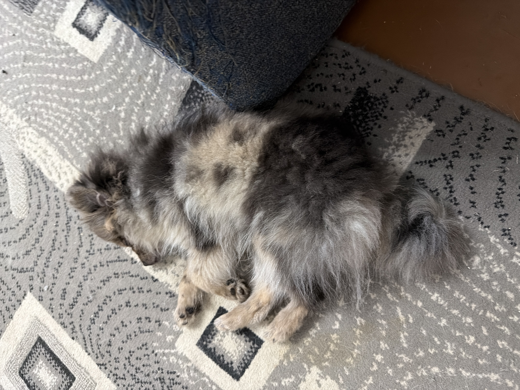 A fluffy Pomeranian puppy is sleeping on a gray rug with a geometric pattern. The puppy's fur is a mix of gray, brown, and white. Its paws are tucked underneath its body, and its head is resting on the rug. To the right of the puppy is a blue upholstered piece of furniture. The rug is placed on a wooden floor. The scene appears to be indoors, possibly in a home in Chaikovsky, Russia.