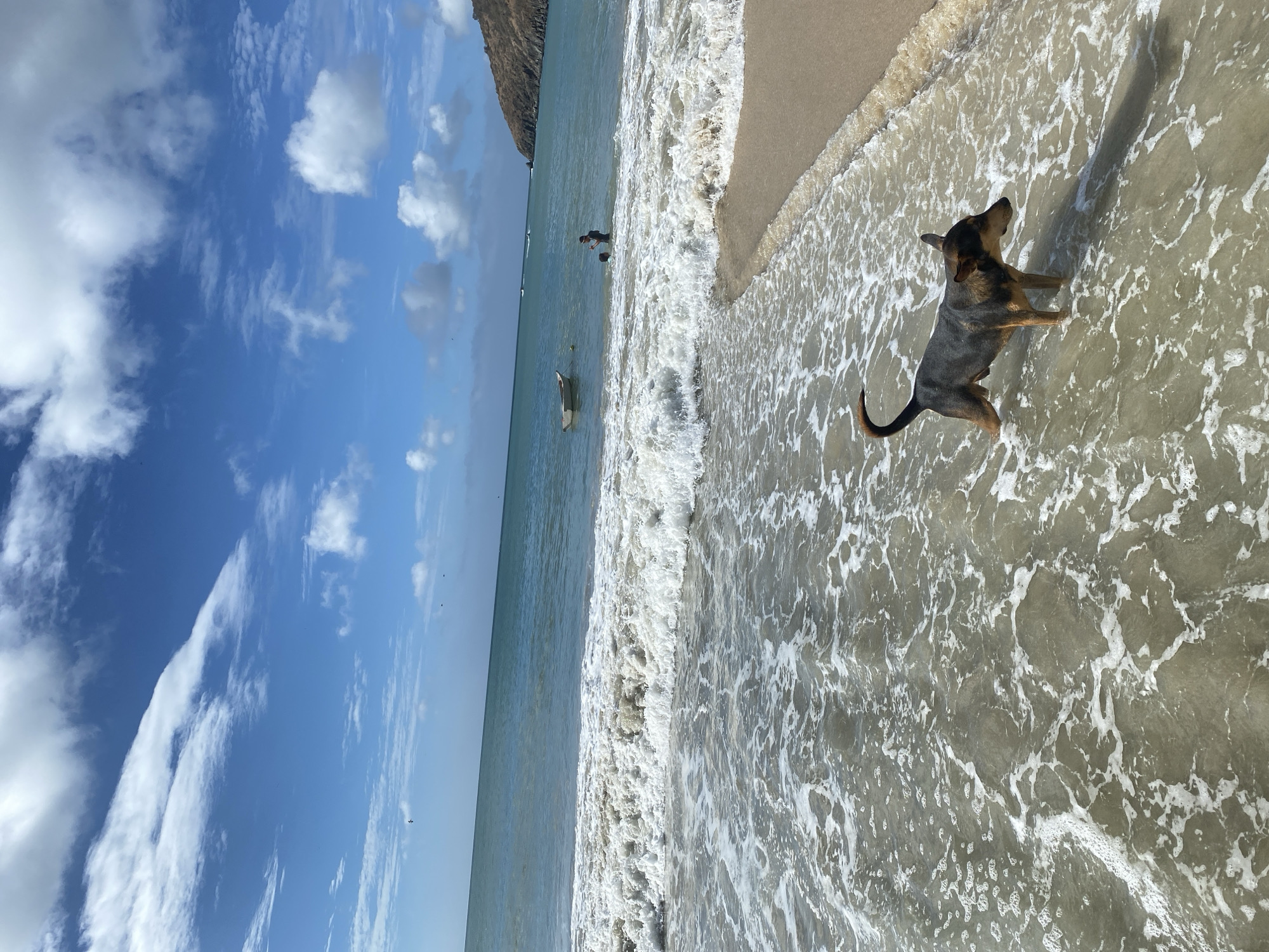 A medium, landscape-oriented shot depicts a dog standing in shallow water on a beach, likely in Pedro González, Venezuela, given the prompt's instruction. The dog, appearing mostly gray and brown, with a short tail, is positioned in the foreground, facing away from the camera. The water is foamy and clear, with waves lapping the shore.
In the background, the sea stretches to the horizon under a partly cloudy sky. A strip of sandy beach separates the water from a grassy area at the edge of the frame. A person is visible in the water.