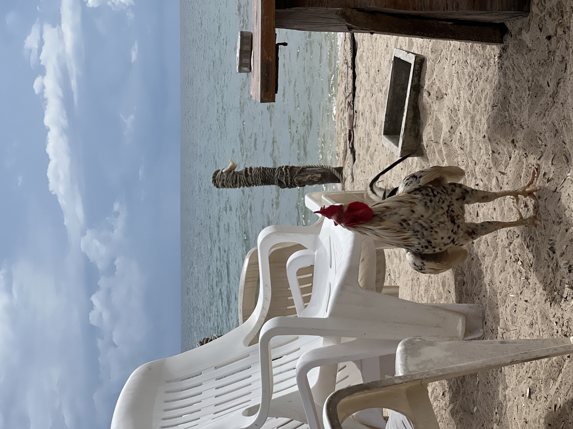 A rooster stands on a sandy beach in front of the ocean, facing the camera. The rooster has black and white speckled feathers, a red comb, and yellow legs. Behind the rooster are two white plastic chairs. To the right of the chairs is a wooden table with an ashtray on it. In the background, the ocean is calm, and the sky is cloudy. There is a wooden post wrapped in rope in the water.