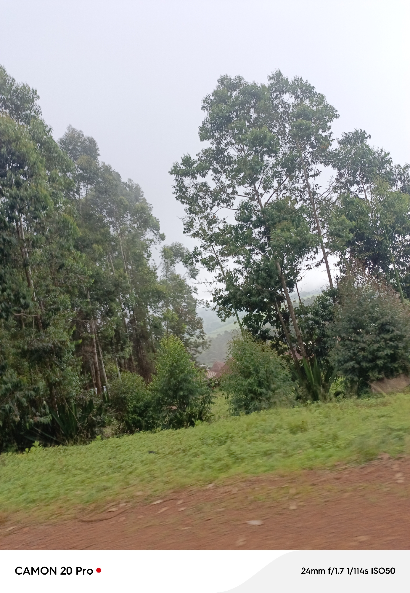 The image depicts a landscape view of lush green trees and vegetation in the city of Nguroje, Nigeria. In the foreground, a dirt road with reddish-brown soil is visible, bordered by a vibrant green grassy area. The middle ground is dominated by a dense forest of tall, slender trees with green foliage. The background shows a hazy view of rolling hills and more trees, suggesting a rural or semi-rural setting. The sky is overcast, creating a soft, diffused light across the scene. There are no people or animals visible in the image. The photograph also displays text overlay indicating "CAMON 20 Pro" and camera settings "24mm f/1.7 1/114s ISO50".