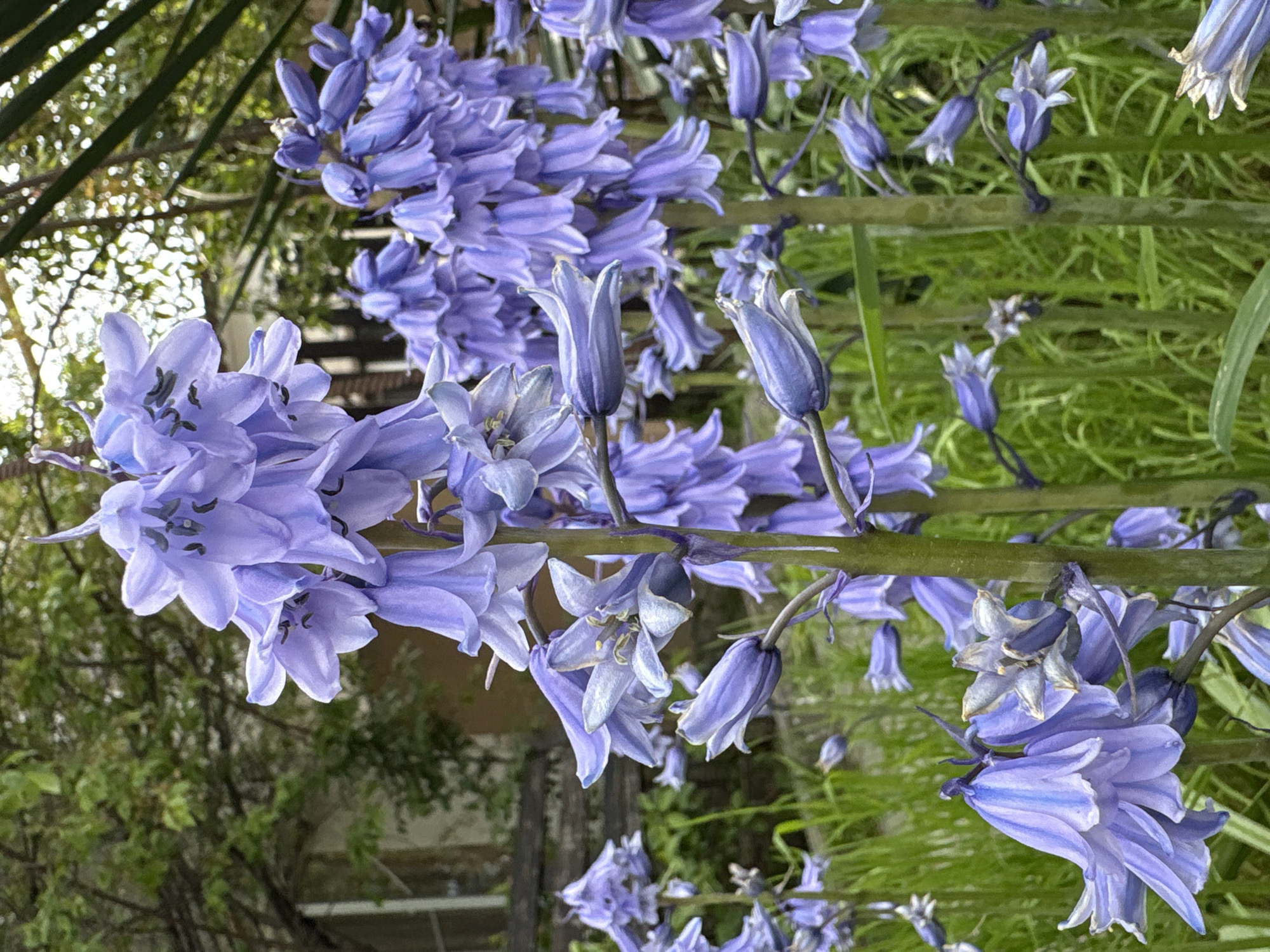The image depicts a cluster of bluebell flowers in bloom. The flowers are a soft lavender-blue color, and some are in bud while others are fully open. The flowers are growing on a green stem and are surrounded by other greenery. The background is blurred, but appears to be a mix of grass and foliage. There is no visible evidence to confirm the location is Gelendzhik, Russia.