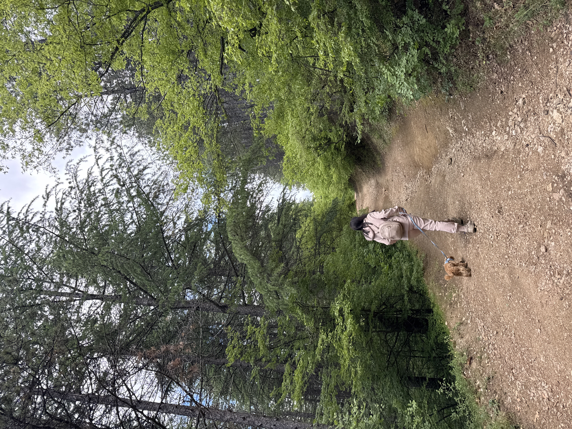 A long shot shows a person in pale pink athleisure wear walking a small brown dog on a leash along a dirt path in a forest setting. Trees line both sides of the path, forming a canopy overhead, with sunlight filtering through the leaves. The path is covered with small rocks and dirt. The photo was taken at Bachinovo Park in Blagoevgrad, Bulgaria.