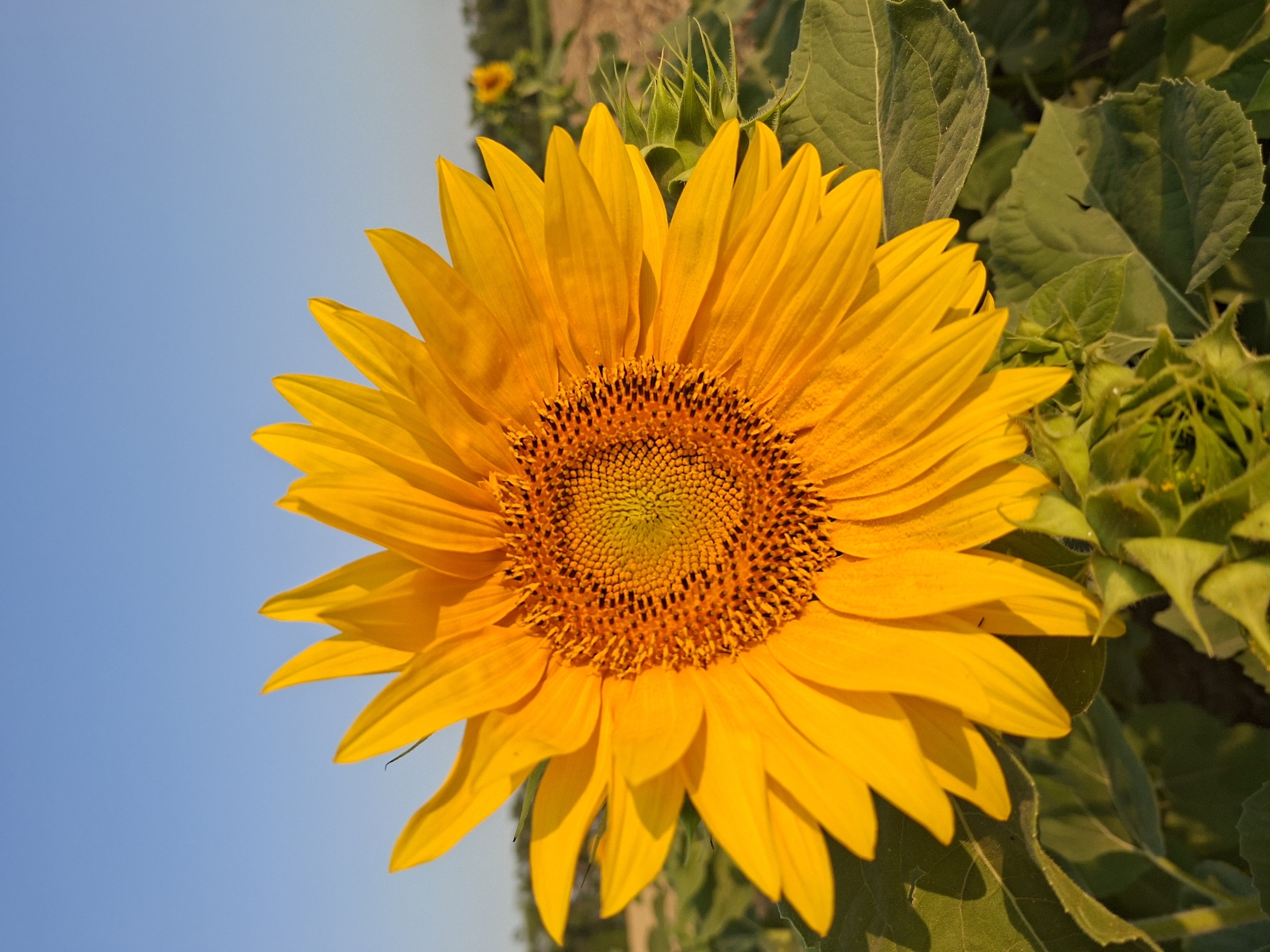 An extreme close-up, portrait-oriented shot captures a single, vibrant sunflower against a clear, light blue sky. The sunflower's large, yellow petals radiate outwards from its textured, orange-brown center, which is filled with tiny seeds. The foreground is dominated by the sunflower, with its leaves and stem visible at the bottom. In the blurred background, another smaller sunflower can be seen, along with hints of green foliage and a dusty field, suggesting a rural or agricultural setting. The scene is illuminated by natural sunlight, casting soft shadows and highlighting the golden hues of the petals. This image was taken in Gorkovskiy, Russia.