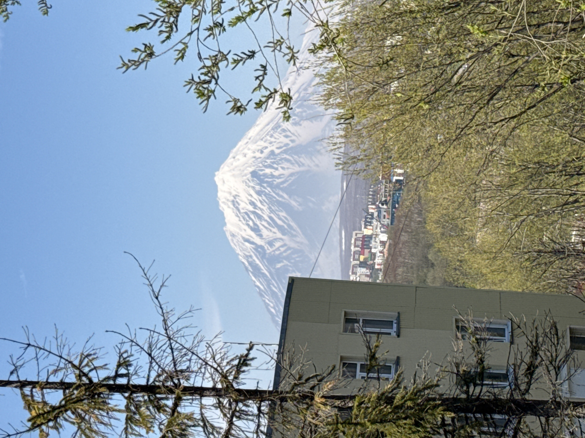 The image displays a grand landscape featuring a towering, snow-capped stratovolcano, likely one of the prominent volcanoes such as Koryaksky or Avachinsky, located in Petropavlovsk-Kamchatsky, Russia. The majestic mountain dominates the upper part of the frame, its peak and upper slopes covered in extensive white snow, contrasting sharply with a clear, bright blue sky.
In the mid-ground, a city or town with numerous residential and commercial buildings stretches out at the base of the volcano. The buildings exhibit varied colors, suggesting a lively urban environment. In the immediate foreground, a light-colored, multi-story building with multiple windows is visible on the right side, suggesting the photograph was taken from an elevated urban or suburban vantage point. The scene is partially framed by tree branches and foliage. Some branches in the lower left and center are bare or have sparse, early leaves, while others in the upper right and mid-left boast fresh green foliage, indicating the season is either spring or early summer. The clear sky and strong illumination suggest it is daytime with sunny weather. No people or visible text are present in the image.