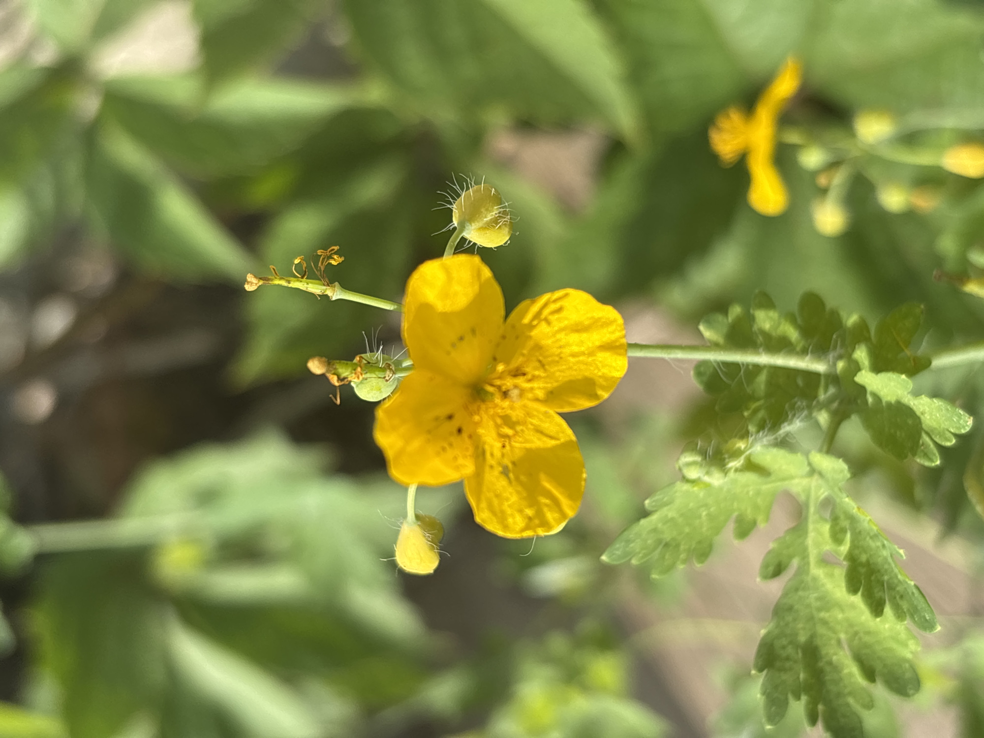 A close-up, slightly low-angle shot captures a bright yellow flower with five petals, prominently displayed in the center of the frame. The flower has a dark, speckled center and several thin, wilting stamens extending from it. To the left of the main flower, a fuzzy yellow bud with a thin stem is visible, and another bud is emerging from the top of the stem. Below the main flower, a serrated green leaf with fine white hairs is in focus, with more leaves and stems out of focus in the foreground and background. In the upper right and lower right of the frame, other unfocused yellow flowers and buds are present. The background consists of soft-focus green foliage, suggesting an outdoor, natural setting. The image appears to have been taken in Bobrovka, Russia, though no specific landmarks or structures are visible to confirm this location.