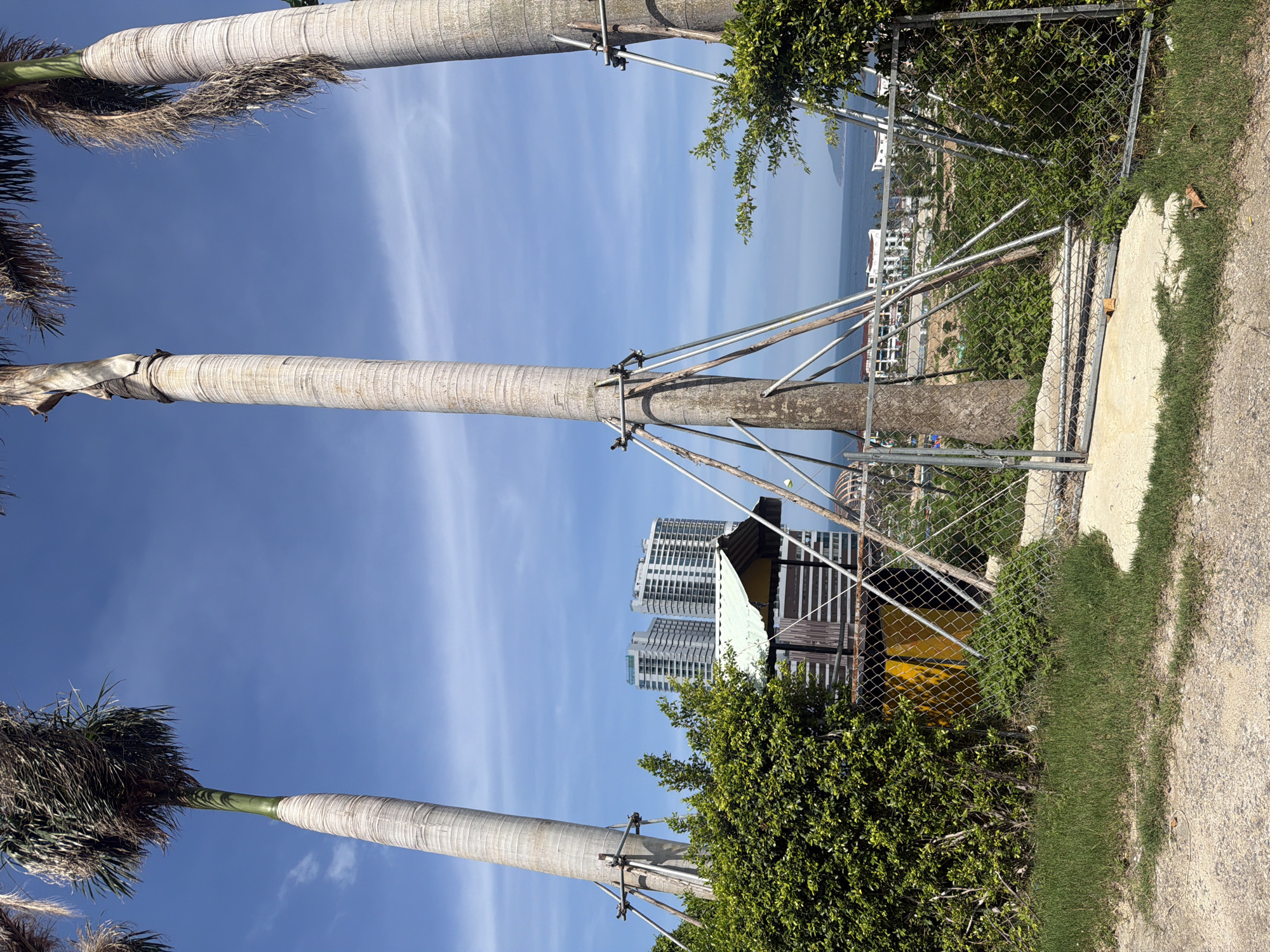 The image shows a bright, sunny day in Bac Nha Trang Ward, Vietnam. In the foreground, there are three tall palm trees with segmented, greyish-white trunks, each supported by a metal scaffolding. The palm on the left is partially visible, while the middle and right palms are more prominent. Lush green bushes and grass surround the base of the trees, with a chain-link fence running across the middle ground. Behind the fence, a small, weathered yellow structure with a green roof is visible, partially obscured by foliage. In the background, two modern white high-rise buildings stand tall against a clear blue sky with faint wisps of clouds. Further in the distance, the ocean stretches out, with a coastline and some structures visible on the horizon. The overall scene depicts a coastal urban environment with tropical vegetation.