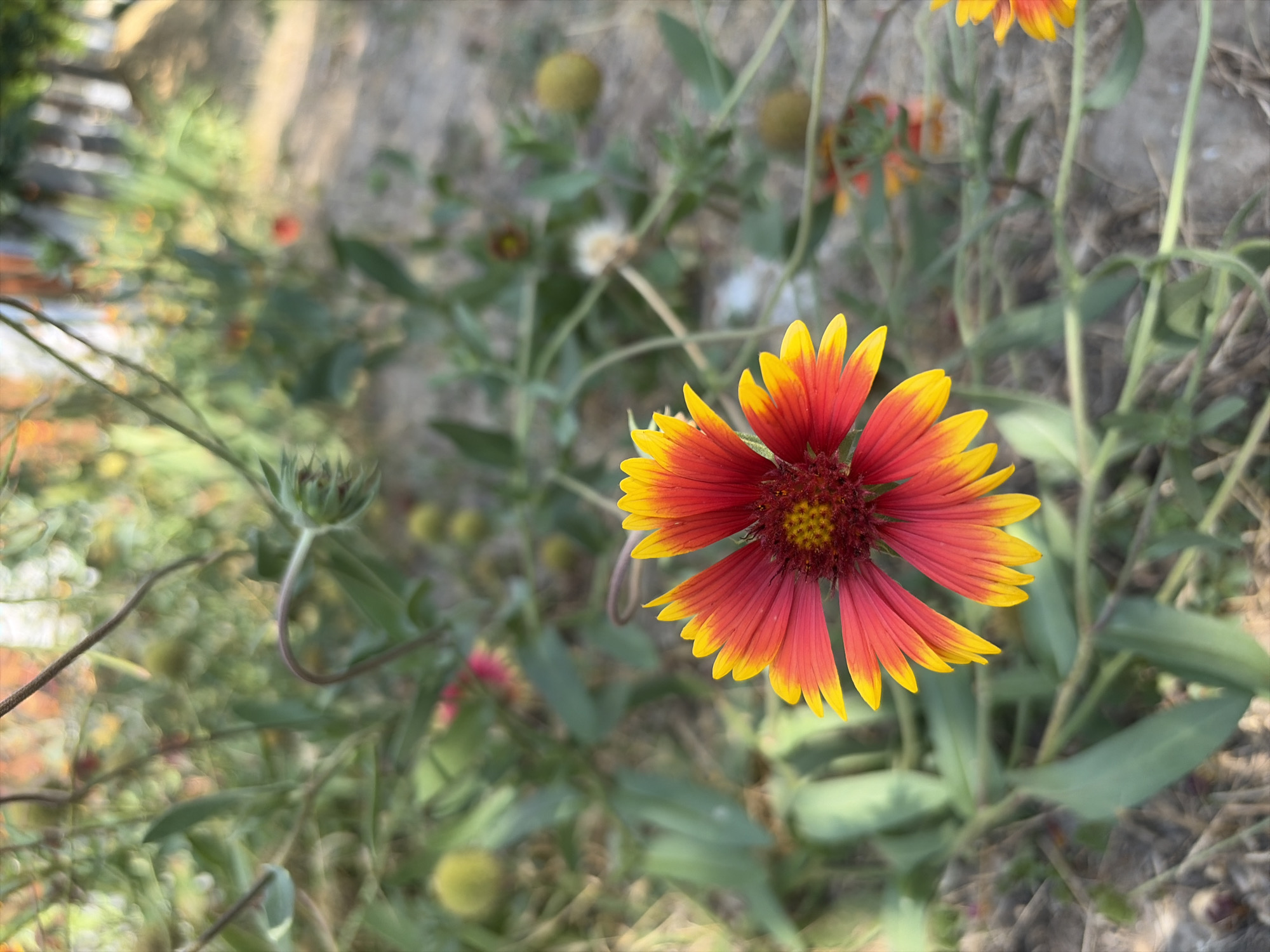 This is a close-up, eye-level, outdoor photograph of a Gaillardia flower in bloom, with a shallow depth of field. The flower, which is the primary subject, is positioned in the center-left of the frame. Its petals display a gradient of color, transitioning from a deep red at the center to a bright yellow at the tips. The center of the flower is a dark, textured disc. Surrounding the flower, out-of-focus foliage and stems create a soft, green background with hints of brown and yellow. The ground beneath appears to be sandy or gravelly, also out of focus. The image was taken in Oxentea, Moldova.