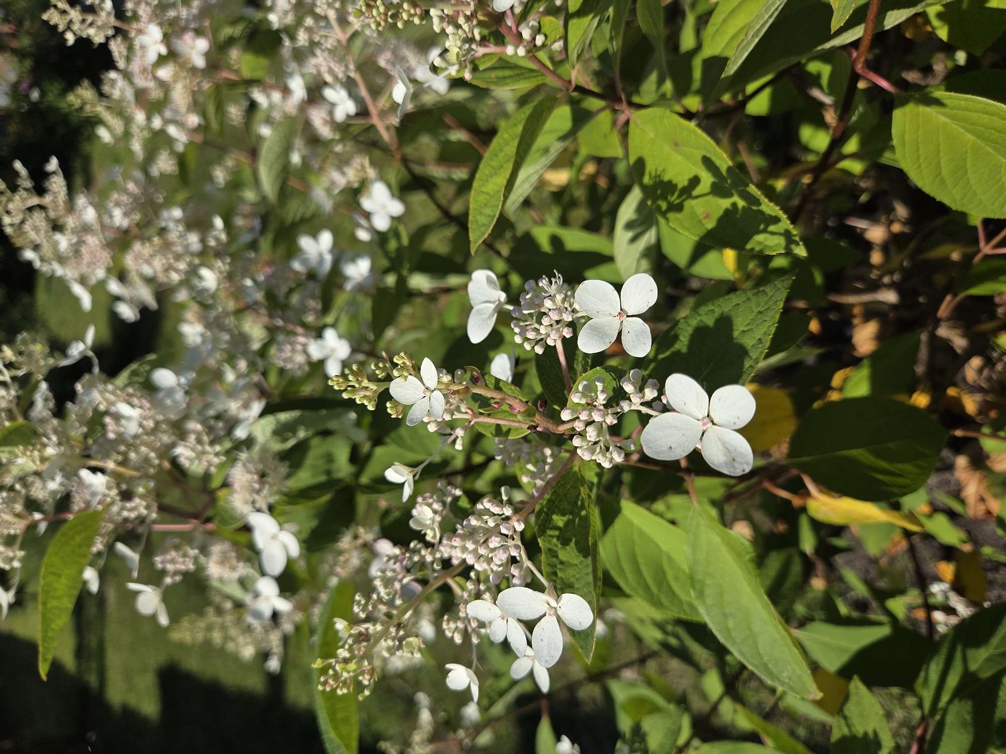 This is a close-up photograph of a white hydrangea bush in bloom, situated outdoors in the city of Troitskoye, Russia. The image is dominated by the delicate white flowers, some fully open with four petals and a pink center, and others still in bud form, clustered together. The flowers are arranged on thin stems, interspersed with lush green leaves, some of which show hints of yellow, suggesting the transition to autumn. The background is softly blurred, revealing hints of more foliage and a sunlit grassy area, likely a garden or park. The lighting suggests it is a sunny day, casting dappled shadows from the leaves onto the surrounding surfaces. There are no people or animals visible in the frame.