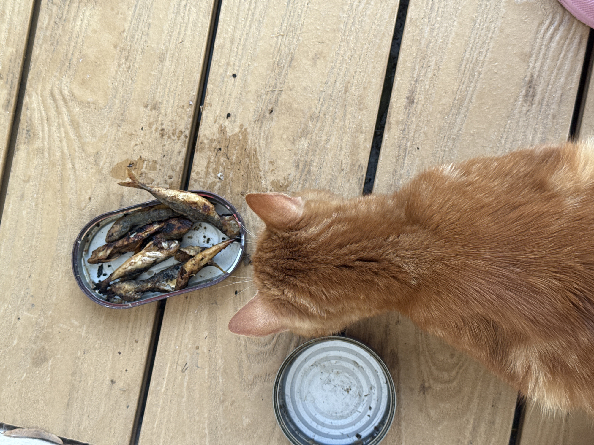 An overhead shot shows an orange cat looking at a tin of sardines on a wooden deck. The sardines appear to be cooked and are arranged in a single layer within the tin. Next to the tin is the lid, which is also made of metal and has concentric circular markings. The wooden deck is made of light-colored planks laid horizontally. The scene appears to be outdoors, with sunlight casting shadows on the deck. There are no identifiable landmarks or context to suggest a specific location in Sofia, Bulgaria.