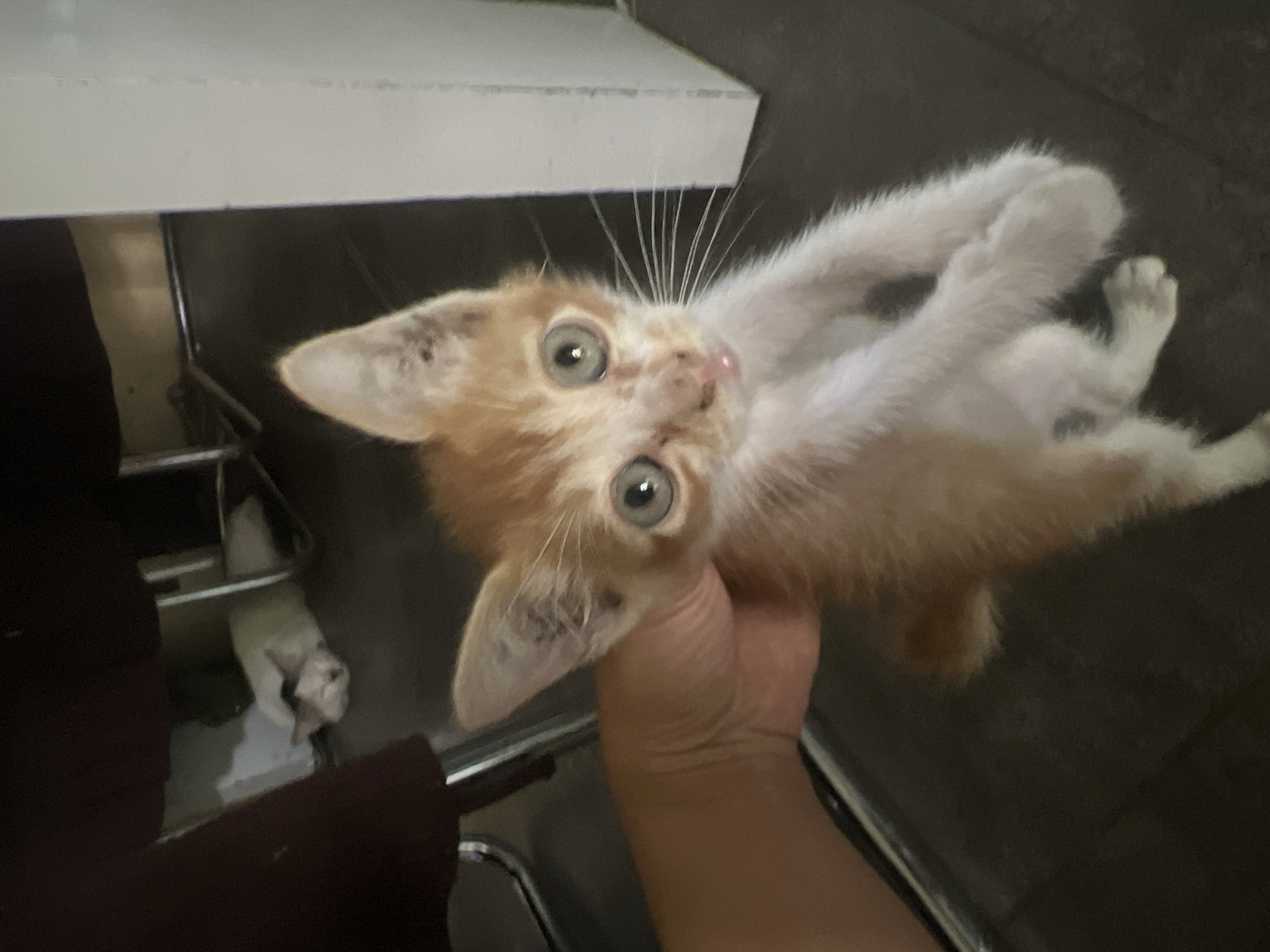 An orange and white kitten is being held by a person's hand. The kitten has large, expressive eyes and appears to be looking directly at the camera. Its front paws are held up in front of its chest. In the background, another cat, primarily white with some dark markings, is sleeping or resting. The environment appears to be indoors, with what looks like dark flooring and furniture. The location is identified as Klapanunggal, Indonesia.