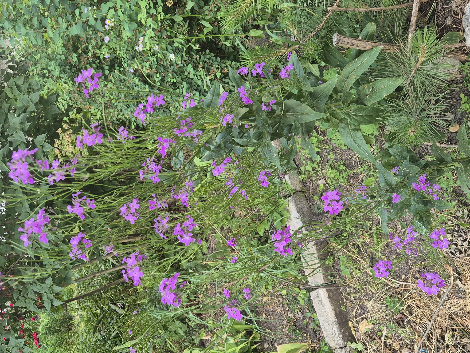 The image depicts a garden scene in Sozonivka, Ukraine, characterized by lush greenery and vibrant purple flowers. Tall, slender plants with clusters of delicate purple blossoms dominate the foreground and midground. The flowers have four petals and appear to be in full bloom, with some stems reaching upwards of two feet. Interspersed among these taller plants are smaller clusters of the same purple flowers, some closer to the ground.
The background is a dense tapestry of various plants. To the left, there is foliage that appears to be from a rose bush, with hints of red blooms visible. Further back, a variety of green leafy plants create a backdrop of varying textures and shades. In the upper right portion of the image, smaller white and light purple flowers are scattered among the greenery. A pine branch with needle-like leaves extends from the lower right corner, adding a different texture and color contrast to the scene.
The ground is covered with a mix of dry grass, scattered leaves, and exposed soil. Two concrete blocks, likely part of a garden border or pathway, are visible in the lower left and center areas. A thin, rough-hewn wooden stake is planted in the ground in the right midground.
The lighting suggests it is daytime, with natural sunlight illuminating the scene. No people or animals are present in the image. The overall impression is one of a well-established, somewhat wild garden, showcasing a variety of flowering plants in a naturalistic setting.