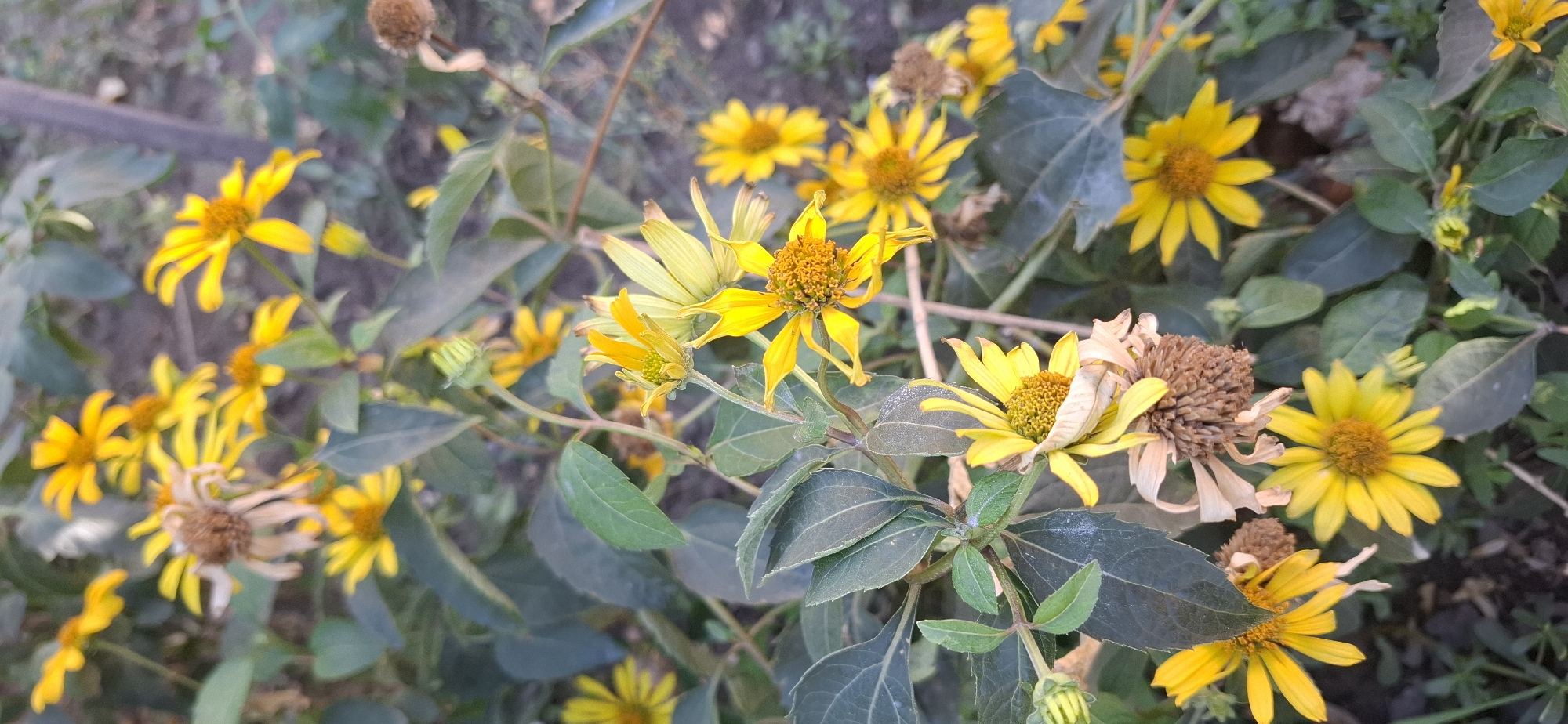 A close-up, vertical shot captures a cluster of yellow flowers with brown centers, some in full bloom and others withered, against a blurred background of green foliage and soil. The flowers are positioned at various angles, with some petals appearing delicate and slightly curled. The lighting suggests an outdoor setting, possibly a garden or natural landscape, during daylight hours. The image provides no information about the city of Ushtobe, Kazakhstan.