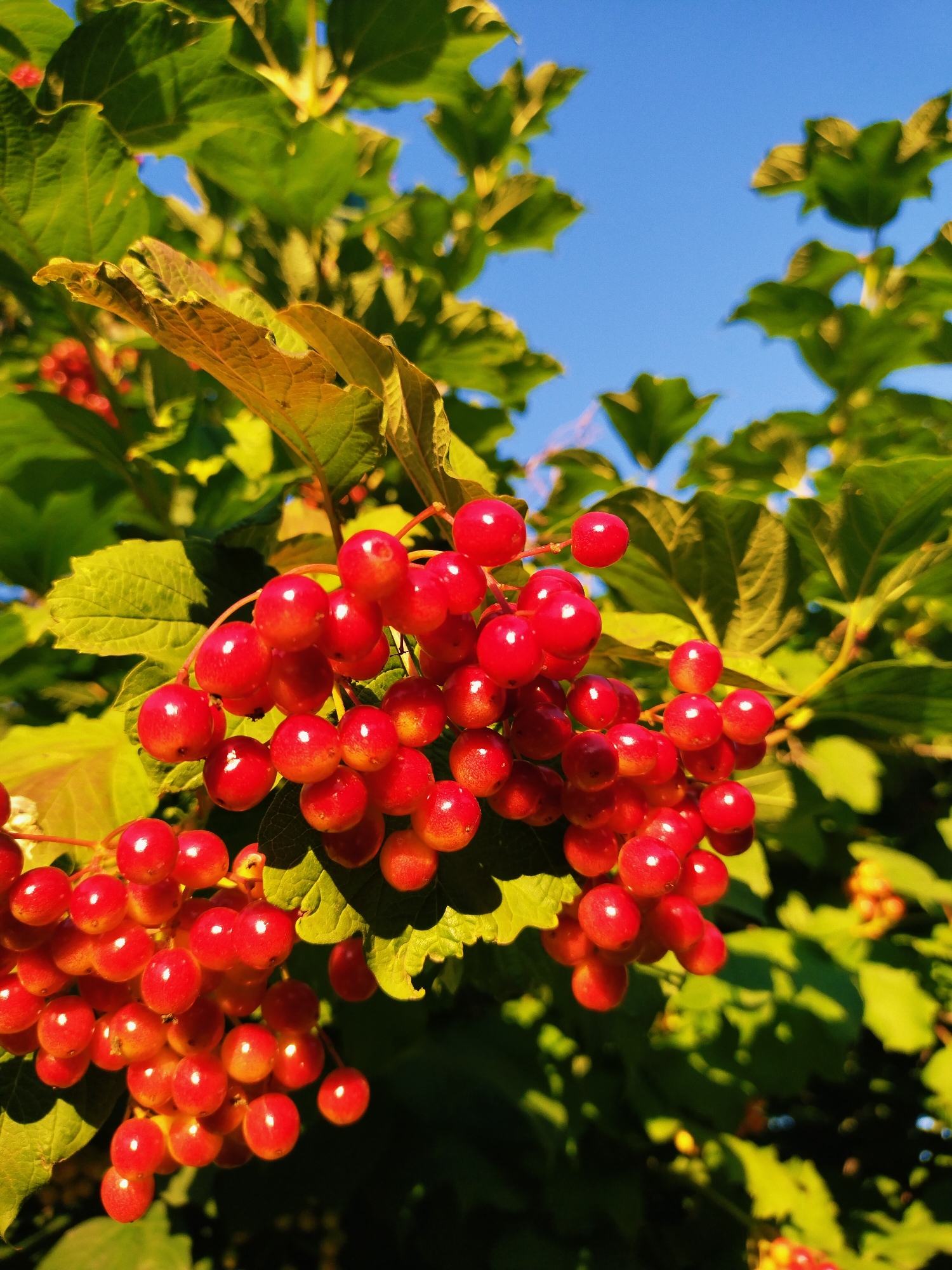 The media file is a close-up, eye-level shot of a cluster of ripe, red berries hanging from a branch of a shrub. The berries are round and plump, with a glossy sheen that suggests they are fresh and juicy. They are arranged in dense bunches, with some berries overlapping others. The leaves of the shrub are a vibrant green, with some showing hints of yellow, indicating the approaching autumn. The background is a clear, bright blue sky. The lighting suggests it is a sunny day, likely late afternoon or early morning due to the warm glow on the berries and leaves. The overall impression is one of natural beauty and abundance. The context provided places this scene in Horishni Plavni, Ukraine. There is no visible text in the image.