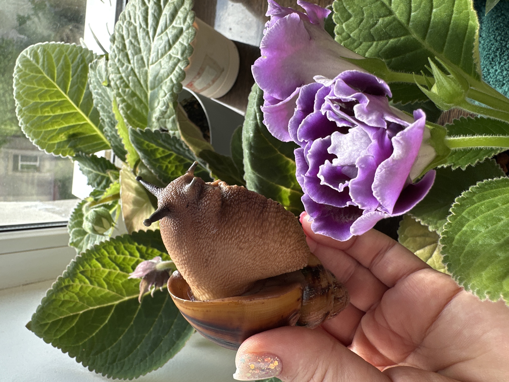 A close-up shot shows a giant African snail in a person's hand. The snail's textured, brown body is prominently visible, protruding from its shell. The shell is brown with darker banding. The person's hand is fair-skinned, with short, manicured nails adorned with gold glitter. A gloxinia plant, with large, textured green leaves and a vibrant purple bloom, forms the backdrop of the image. The scene appears to be indoors, near a window, with hints of objects suggesting a domestic setting. There is no evidence in the image to determine it was taken in Omsk, Russia.
