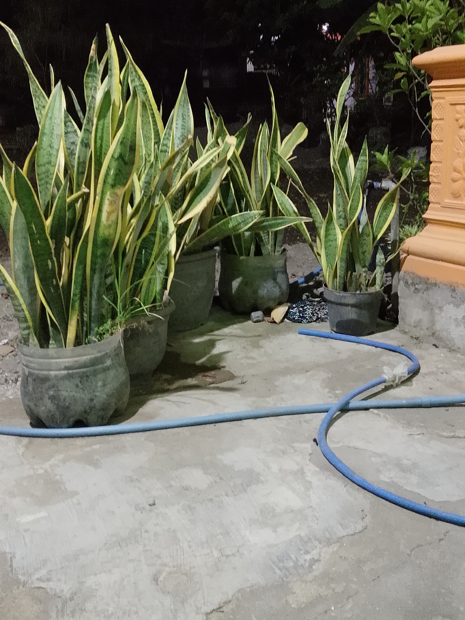 The image depicts an outdoor scene at night, possibly in Kelurahan, Indonesia, featuring several potted snake plants arranged on a concrete ground. The plants are large and appear to be healthy, with their characteristic green and yellow striped leaves. They are contained in dark, weathered pots, some of which seem to be made from repurposed materials.
In the foreground, a coiled blue hose lies on the concrete, with a portion of it taped with white material. Another section of the blue hose is visible running horizontally across the bottom of the image.
In the background, the environment is dark, suggesting it's nighttime. Hints of foliage and trees are visible, along with what appears to be a building or structure. A decorative terracotta-colored pillar or column with intricate carvings stands to the right of the potted plants, suggesting a residential or garden area. The lighting is dim, with some illumination casting shadows on the ground. There are no people visible in the image.