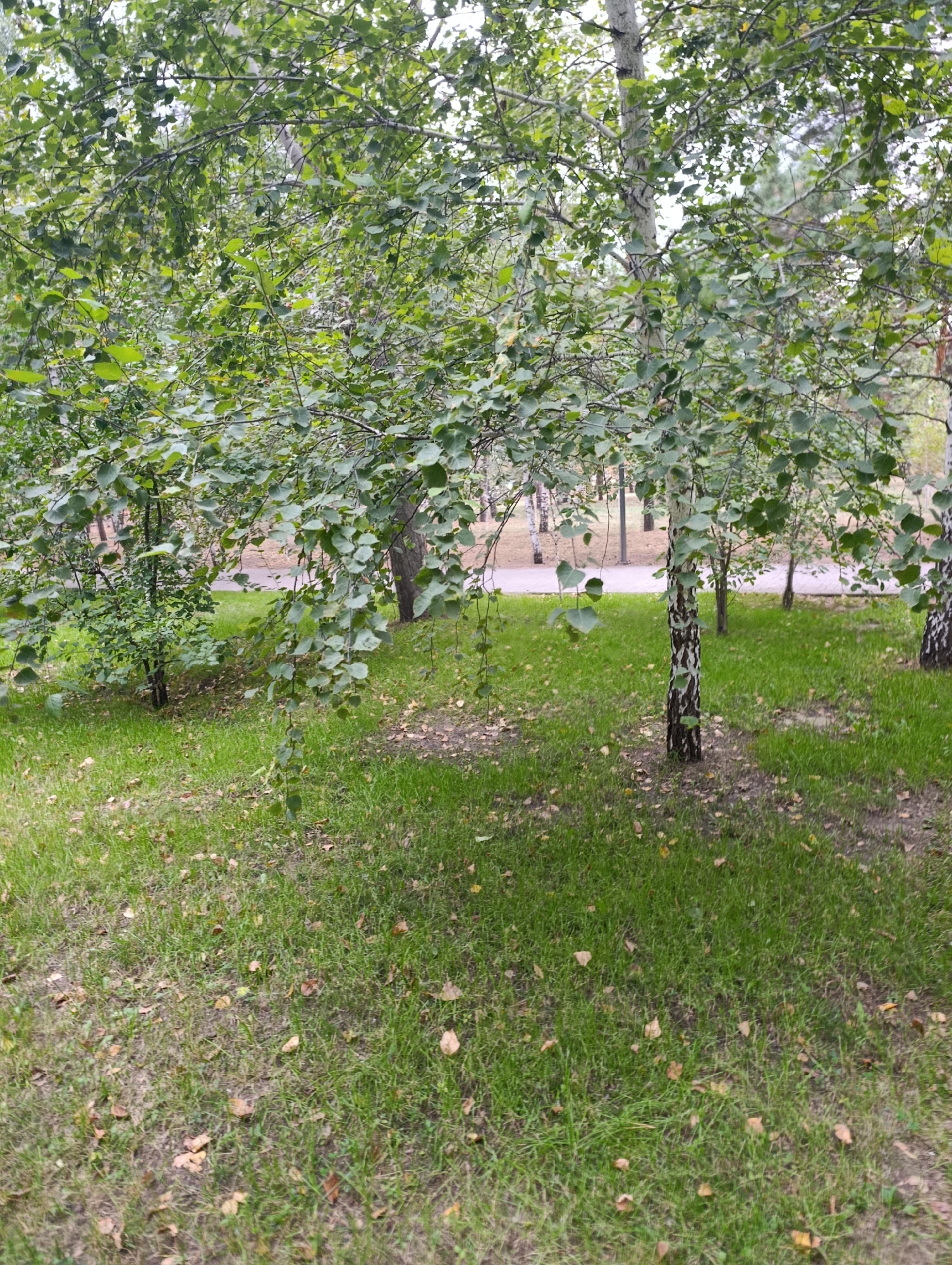The image depicts a park scene with a paved pathway winding through a grassy area with scattered fallen leaves. Several birch trees with their characteristic white and black bark are visible, along with other deciduous trees with green foliage. The ground is covered in green grass interspersed with dry, fallen leaves, suggesting an autumn or late summer season. The lighting indicates an overcast day. The scene is located in the city of Kostanay, Kazakhstan, specifically within the vicinity of the Kostanay Regional Memorial Museum of Local Lore.