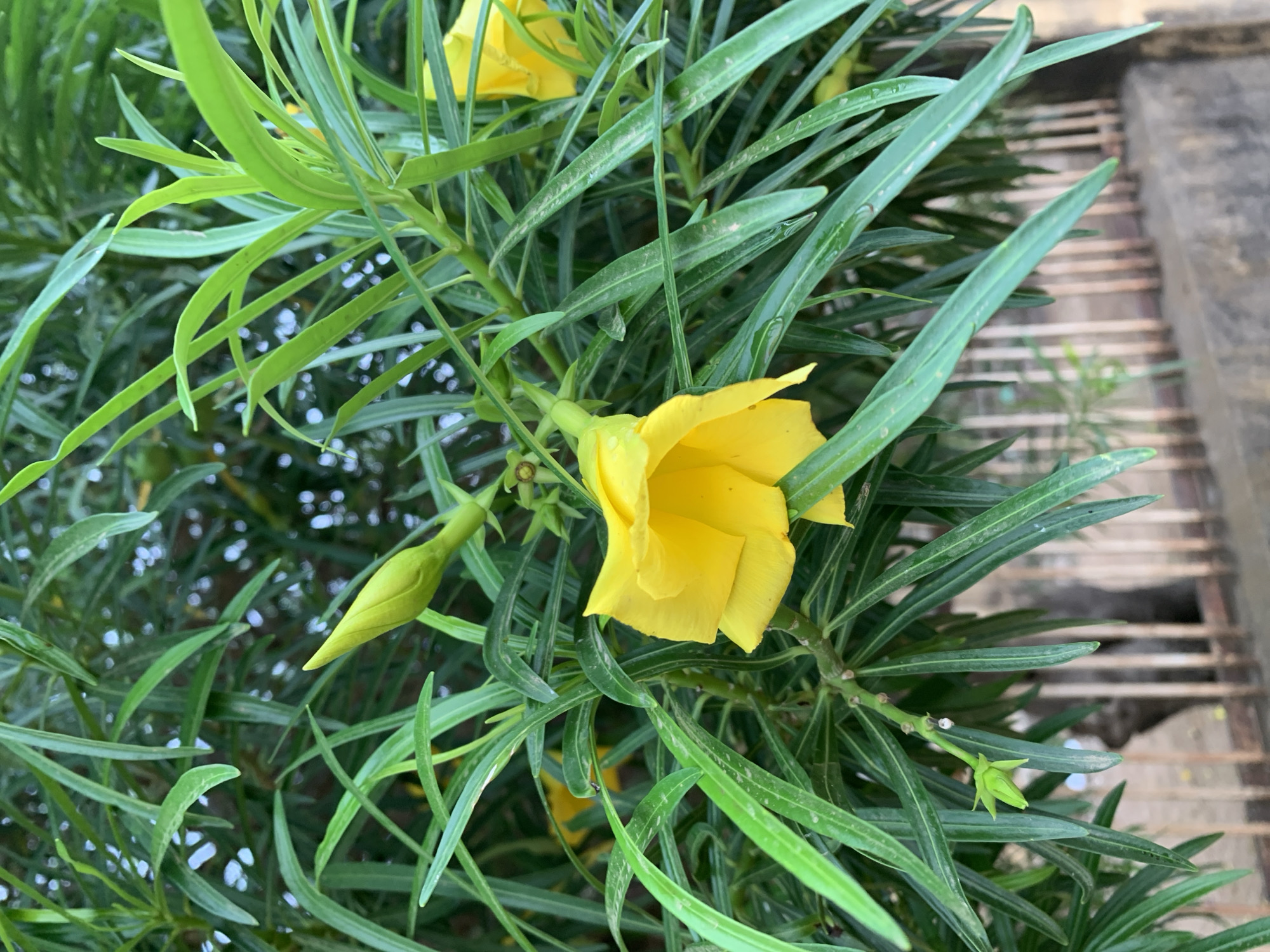 A close-up shot of a yellow Oleander flower in bloom, with a closed bud nearby, surrounded by long, narrow green leaves. The background includes other green foliage and a portion of a weathered concrete structure with a grid pattern. The photo appears to have been taken during the day, likely outdoors, in a location with natural light.