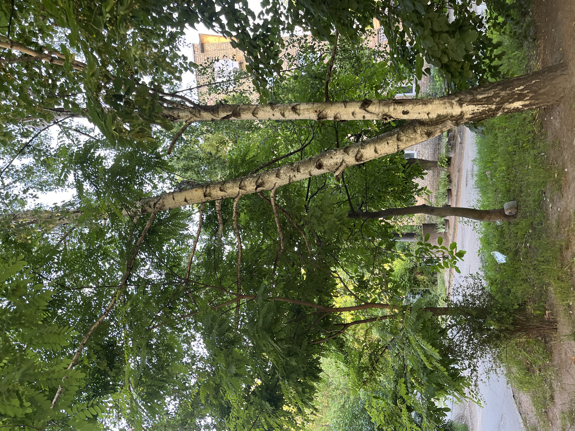 The image depicts a view from under a canopy of green trees, with their branches and leaves filling the upper portion of the frame. The trees appear to be deciduous, with light-colored, textured bark visible on some of the larger branches. In the background, a brick building with a light-colored facade is partially visible through the foliage. To the right, a paved path or road runs alongside a grassy area. The overall scene suggests an outdoor setting, possibly a residential area or park, bathed in natural light, indicating daytime. The weather appears to be fair, with the sun dappling through the leaves. There are no people or specific events clearly captured, with the focus being on the natural elements and the built environment. A piece of white plastic litter is visible on the grass near the path.