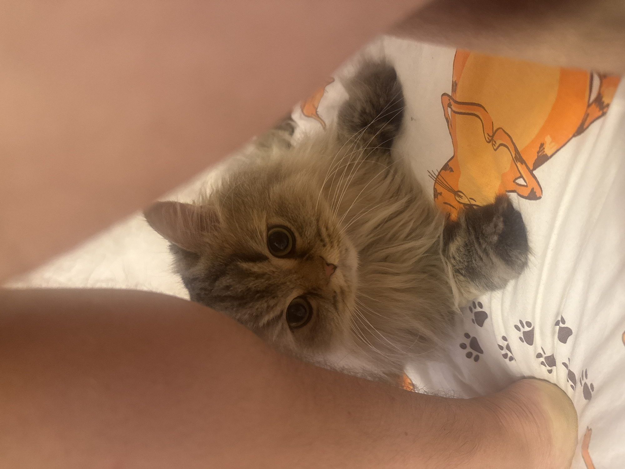 A domestic long-haired cat lies on a bed with a white patterned sheet. The sheet has a cartoon illustration of an orange cat and paw print designs. A human arm and leg are visible on either side of the cat. The location is not specified and cannot be determined from the image.