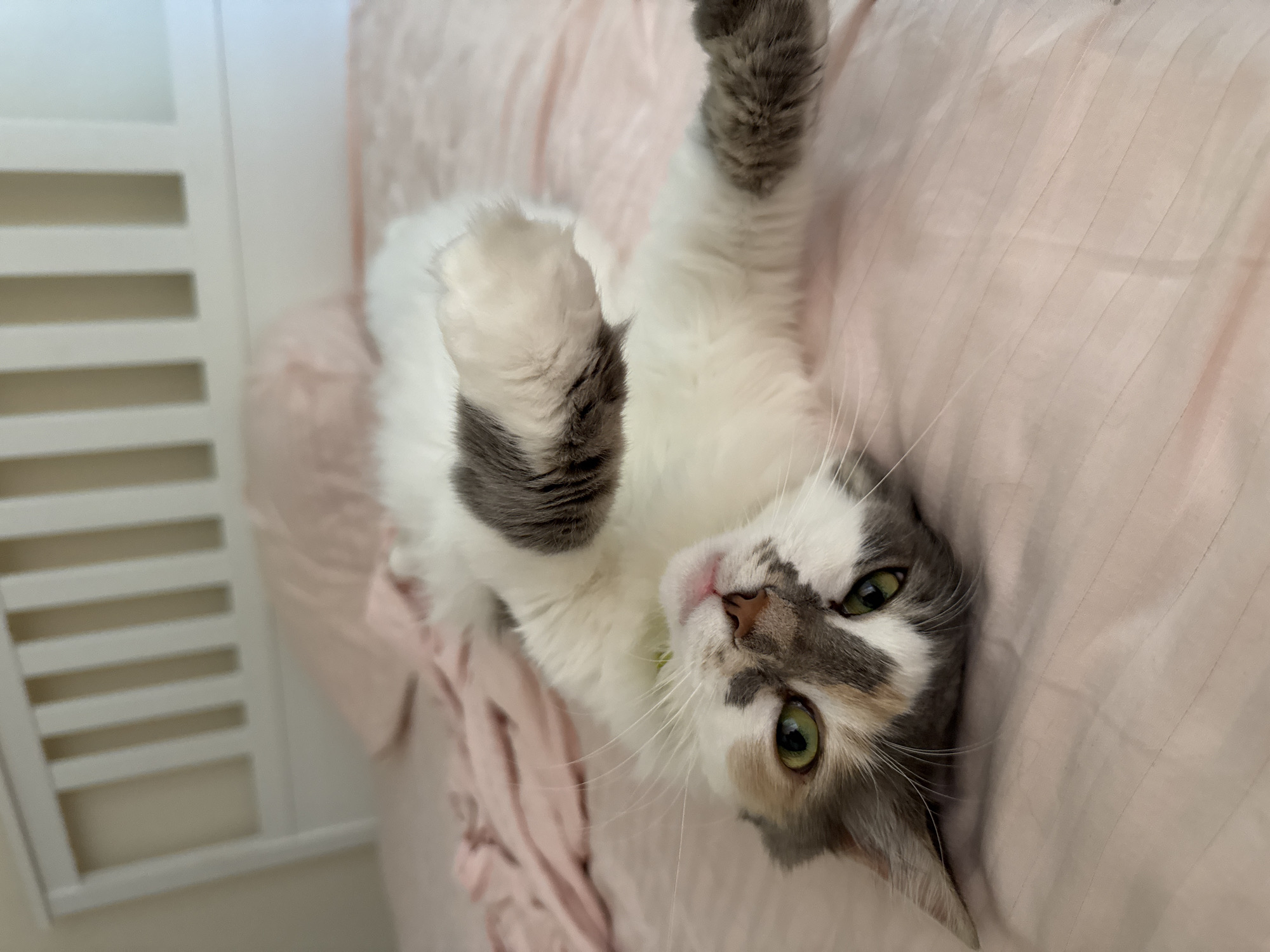A fluffy, calico cat with green eyes lies on its back on a pink-striped bedspread, facing the camera. The cat's front paws are raised, and its body is partially obscured by its fur. A pink pillow is visible behind the cat, and a white headboard forms the background. The scene appears to be in a bedroom. There is no information about the location in the city of Yeysk, Russia.