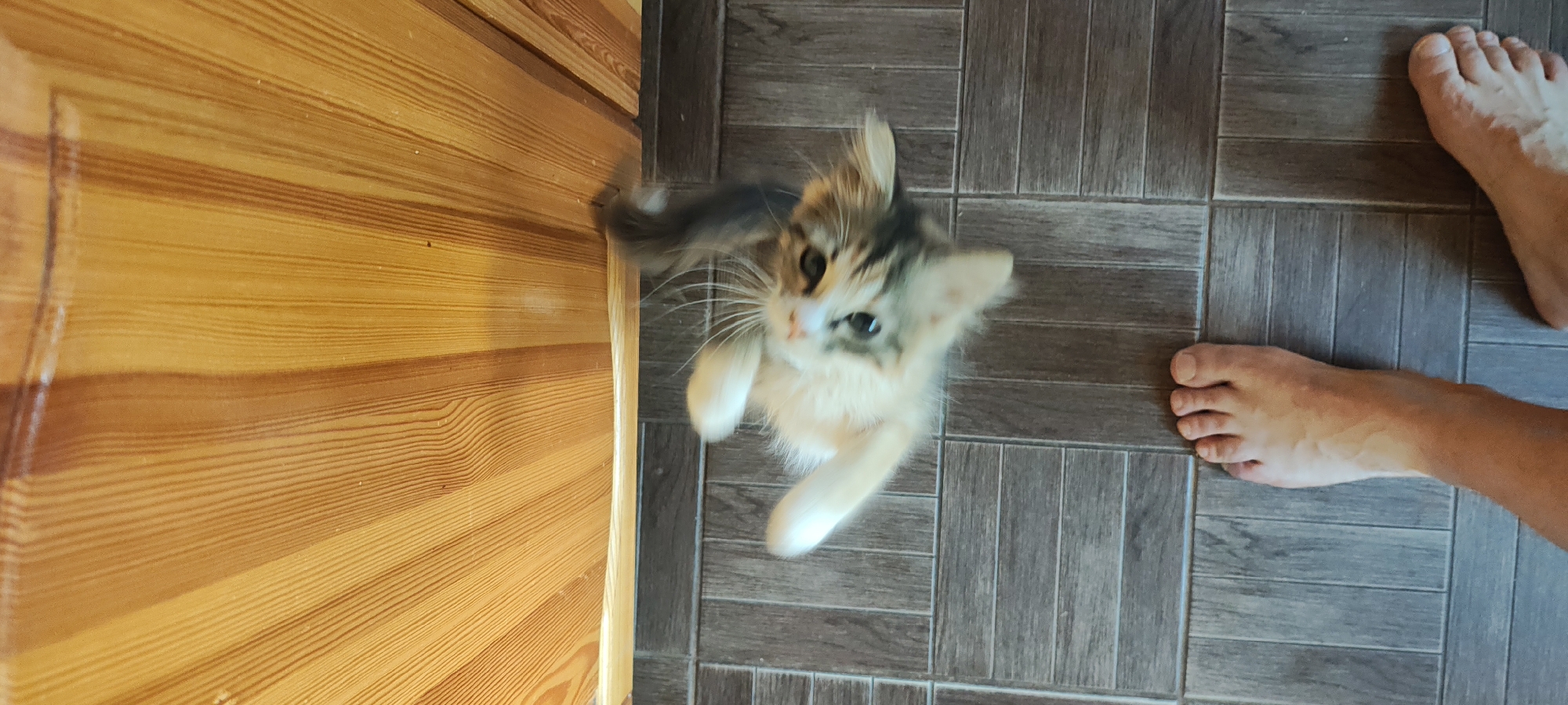 In Малая Листовка, Russia, an overhead, vertical-oriented image captures a fluffy, calico kitten in mid-air, paws outstretched as it playfully leaps upwards towards a wooden surface. The kitten's fur is a mix of white, orange, and black, and its eyes are wide and curious. Below the kitten, the floor is tiled with a wood-grain pattern in shades of grey and brown. In the foreground, a person's bare feet are visible, one resting on the tiled floor, suggesting the kitten's playful leap is directed towards its owner. The wooden surface above appears to be part of a door or a wall, with vertical planking in various shades of yellow and brown. The lighting is bright, illuminating the scene.