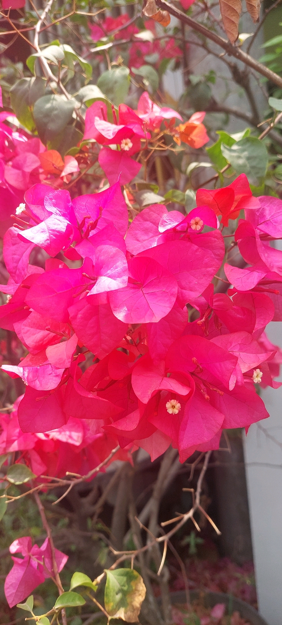 The image shows a close-up of bright pink bougainvillea flowers and green leaves. The flowers are in bloom and appear to be on a vine or shrub. Some of the leaves are dry and brown. The background is out of focus but appears to be a natural setting with branches and possibly a wall. There are no people or animals visible in the image. The lighting suggests it is daytime. The image is taken from a vertical perspective. It is not possible to determine the specific location within Lumajang, Indonesia from the image alone, but it depicts a common garden or outdoor plant scene found in such locations.