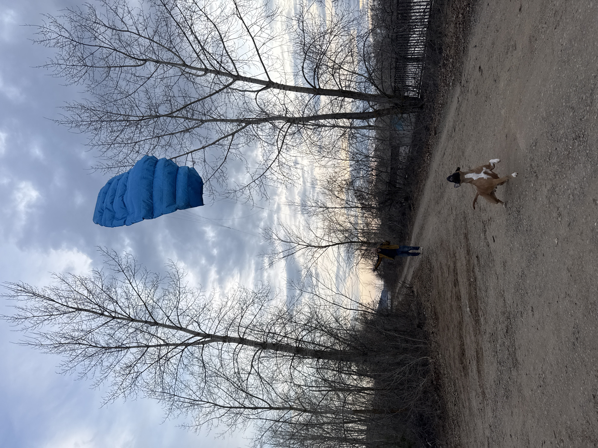 The image shows an outdoor scene on a dirt path. A blue parachute is suspended in the air by thin lines, positioned between bare trees. Further down the path, a dog is in mid-stride, running towards the camera. A person stands stationary, farther away along the path. The background suggests a wooded area near a chain link fence. Based on metadata, the location is in the city of Chaikovsky, Russia.